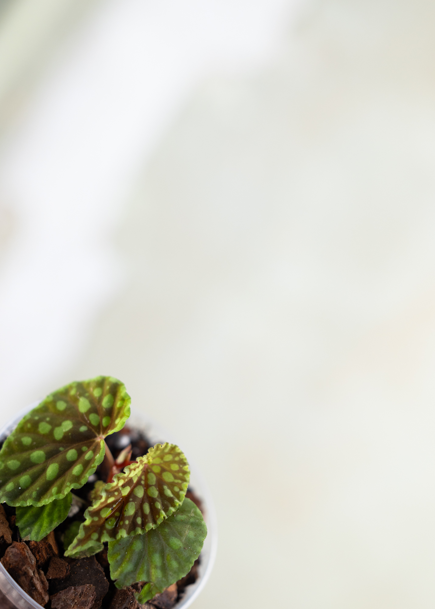 Begonia Chlorosticta