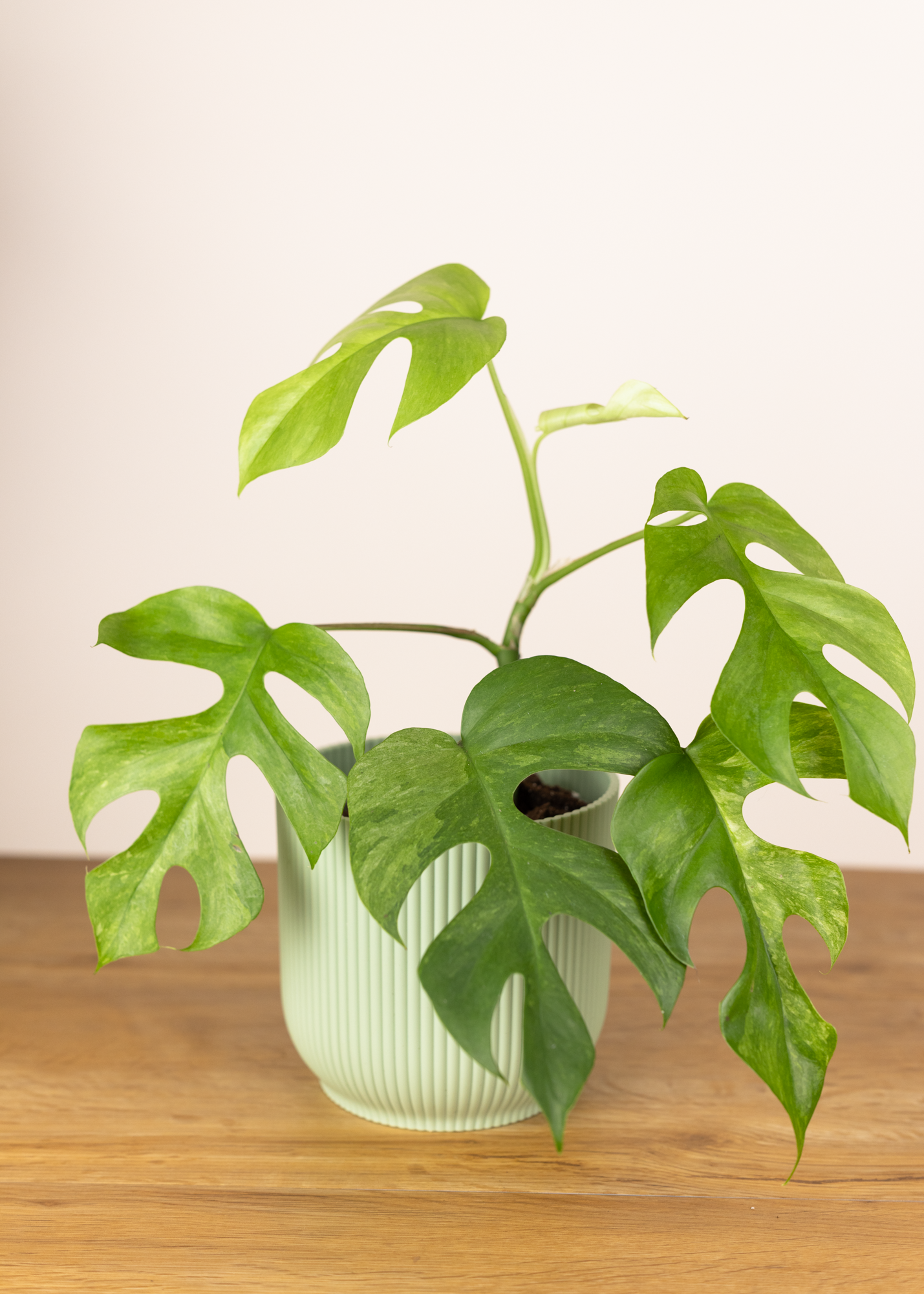 Rhaphidophora tetrasperma mint variegata 