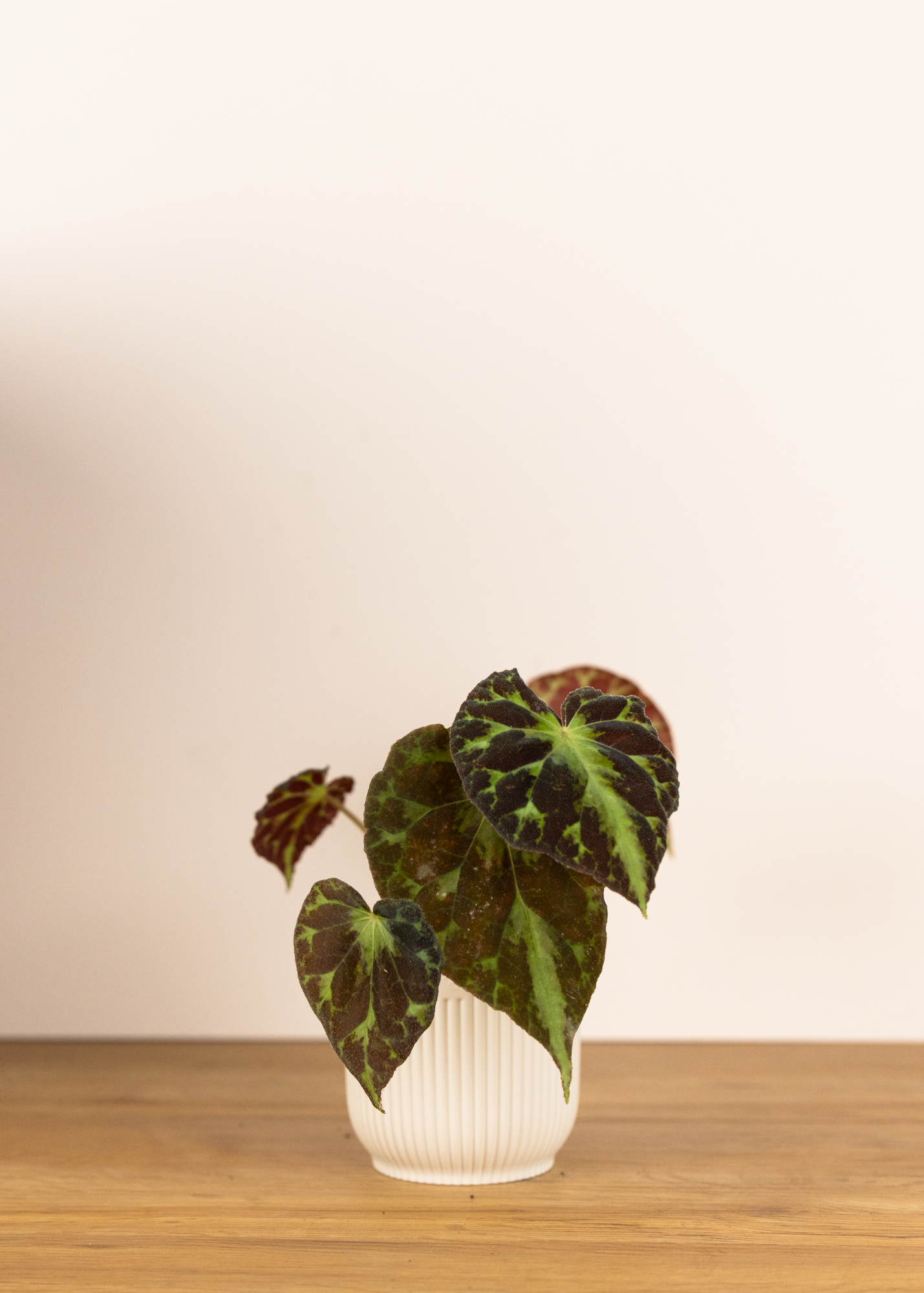 Begonia barsalouxiae