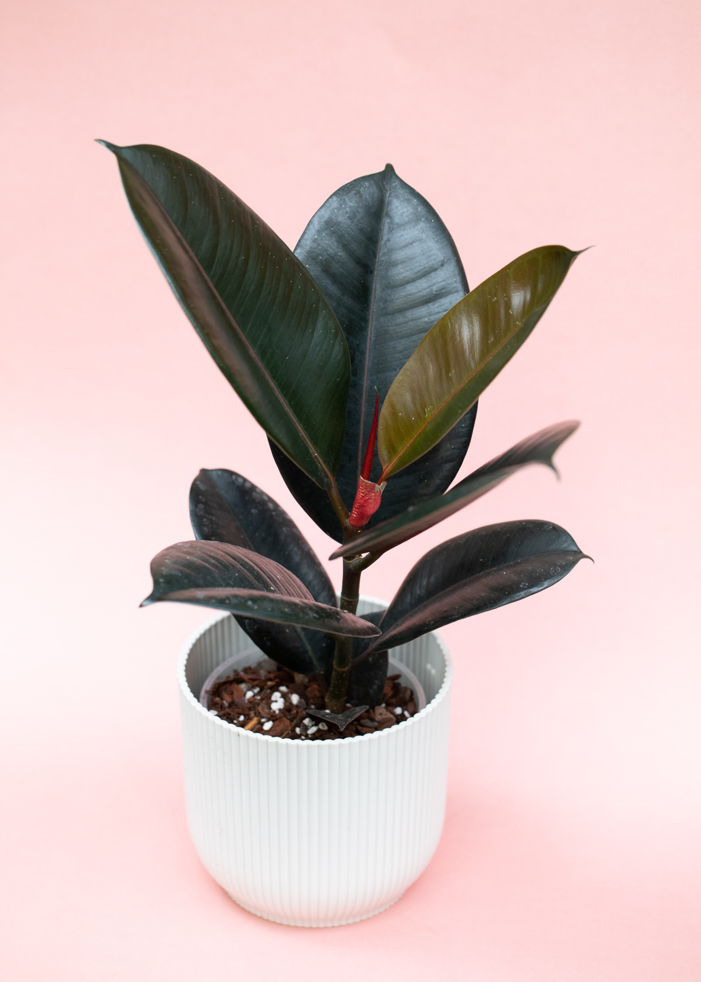 Ficus Elastica Abidjan