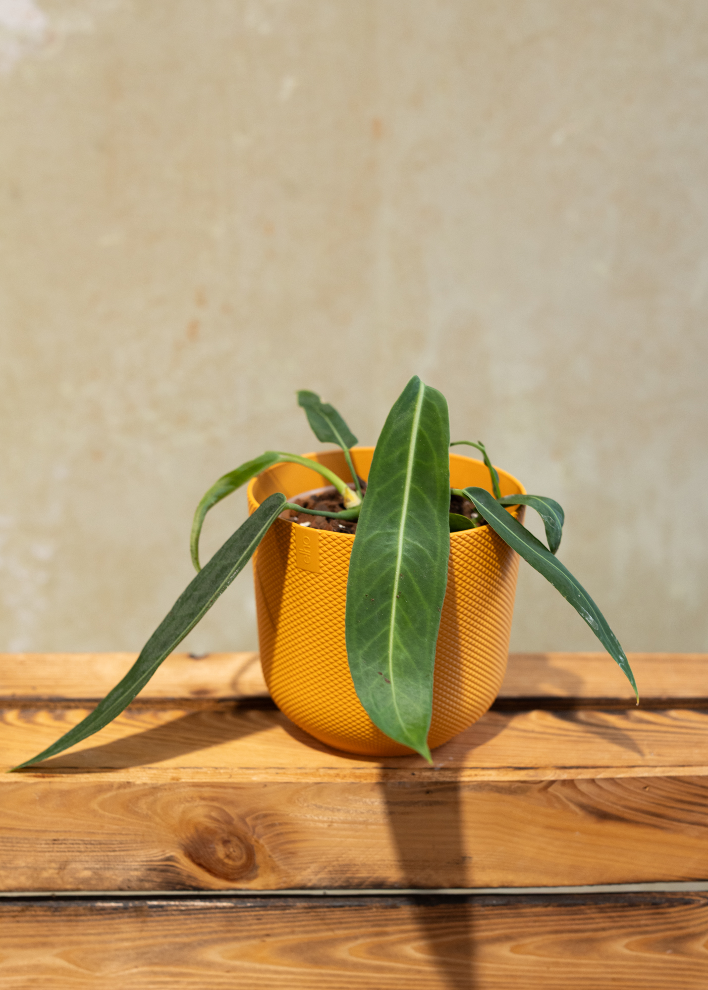 Anthurium pallidiflorum M