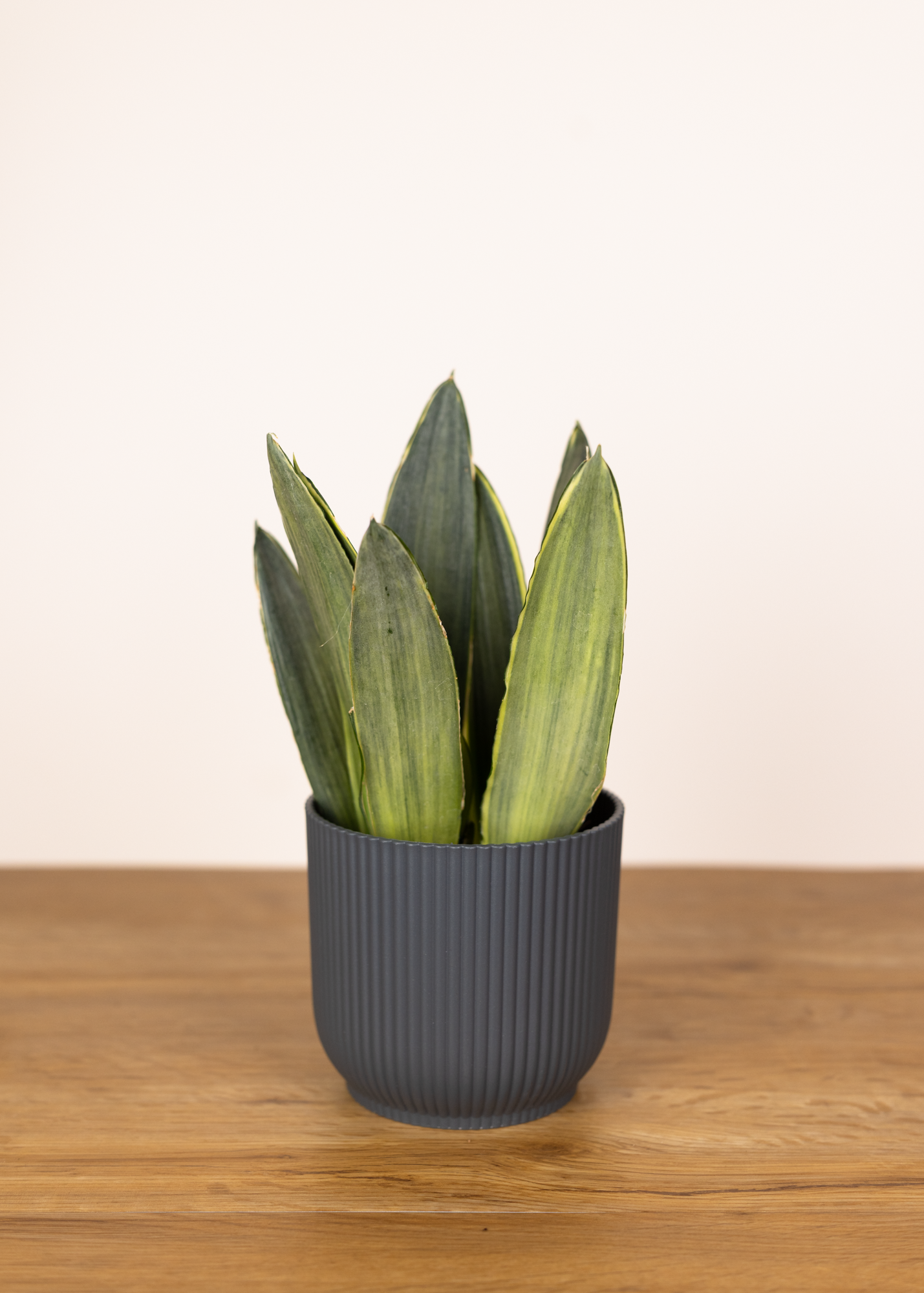 Sansevieria (Dracaena) trifasciata silver spears variegata