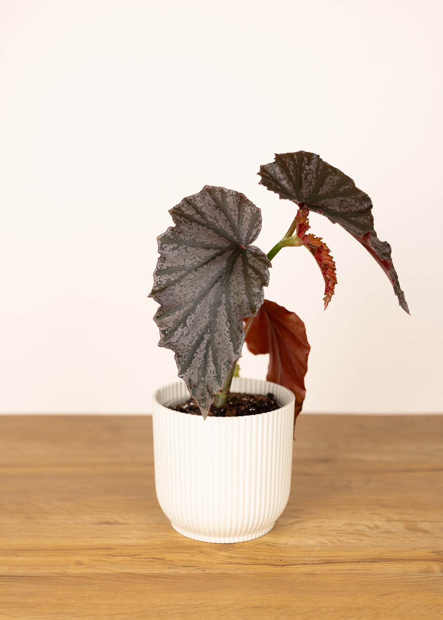 Begonia looking glass