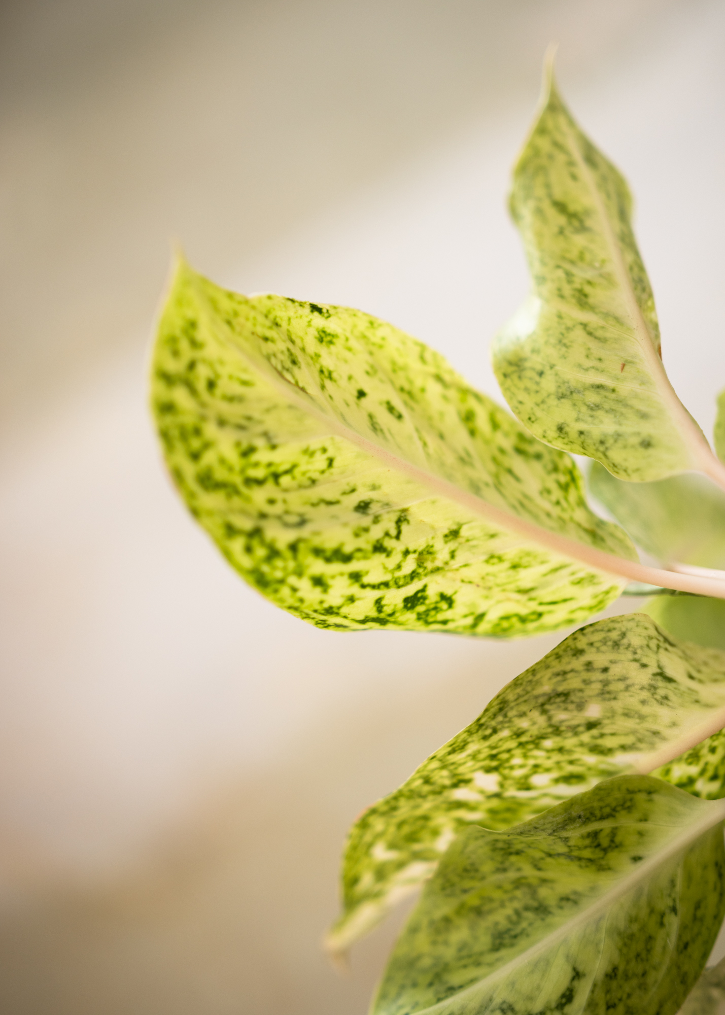 Aglaonema white laksap Aglaonema white laksap