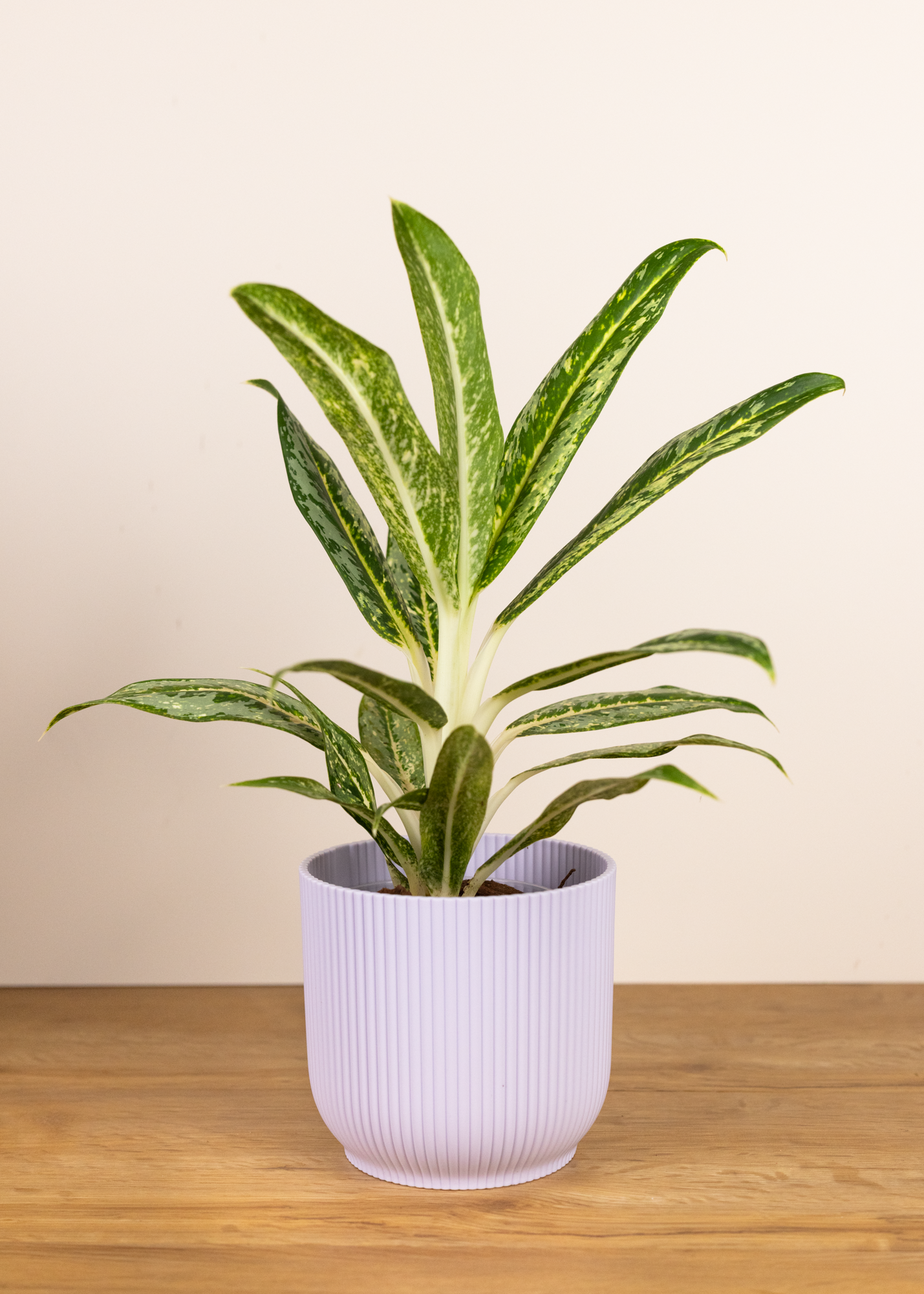 Aglaonema key lime narrow