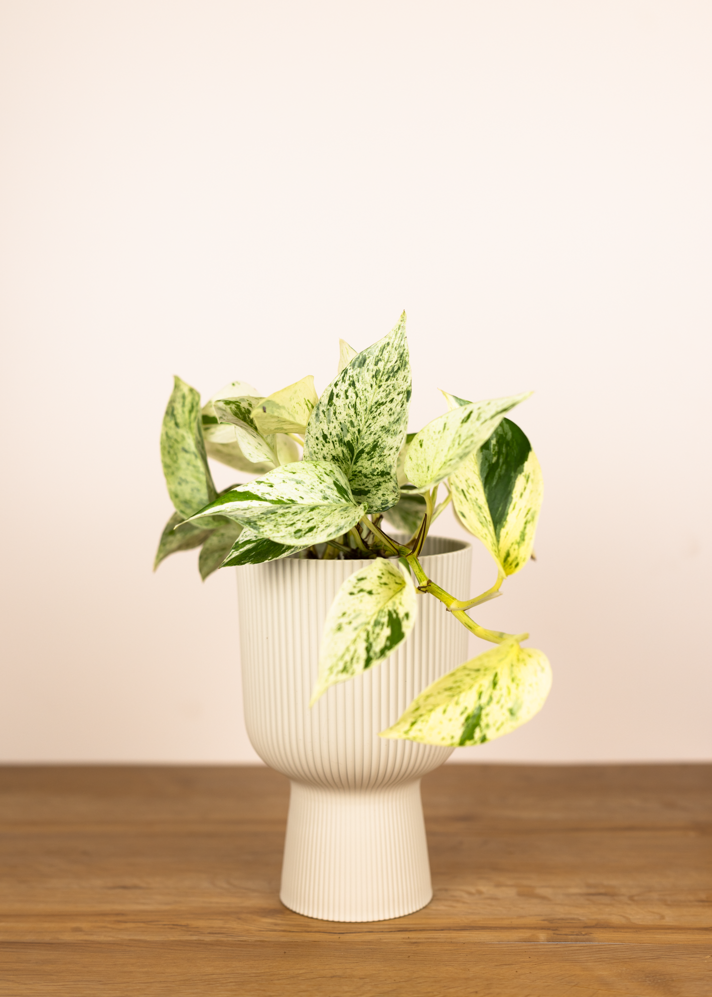 Epipremnum aureum snow queen