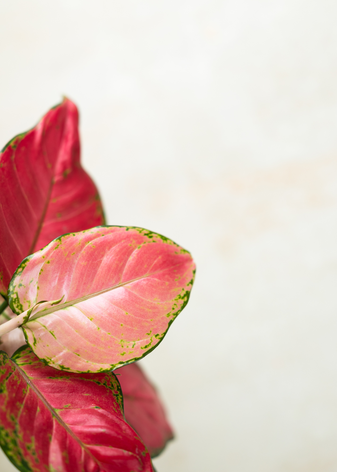Aglaonema pink anyamanee
