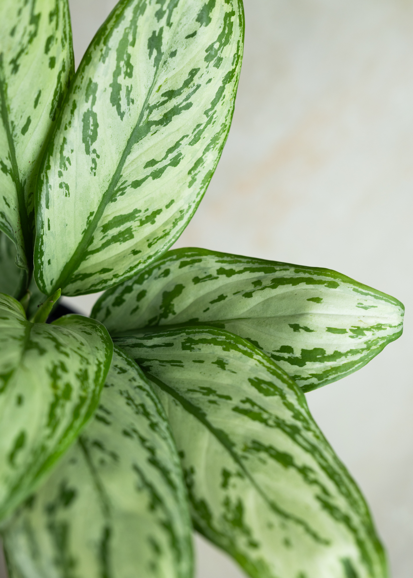Aglaonema maria christina