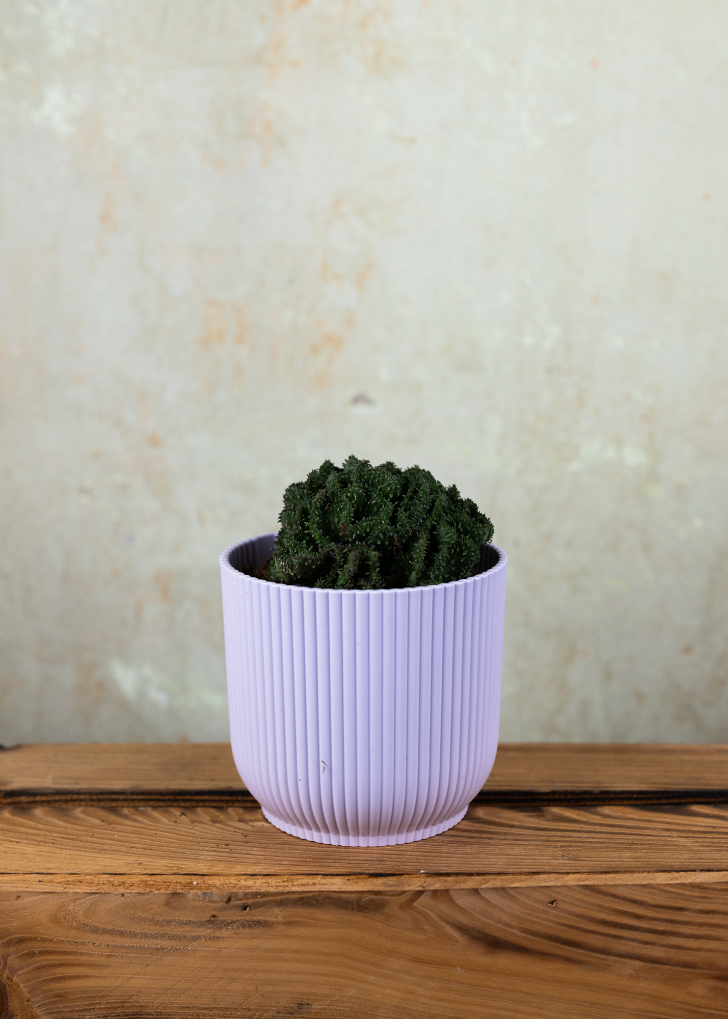 Euphorbia flangani f. cristata Euphorbia flangani f. cristata