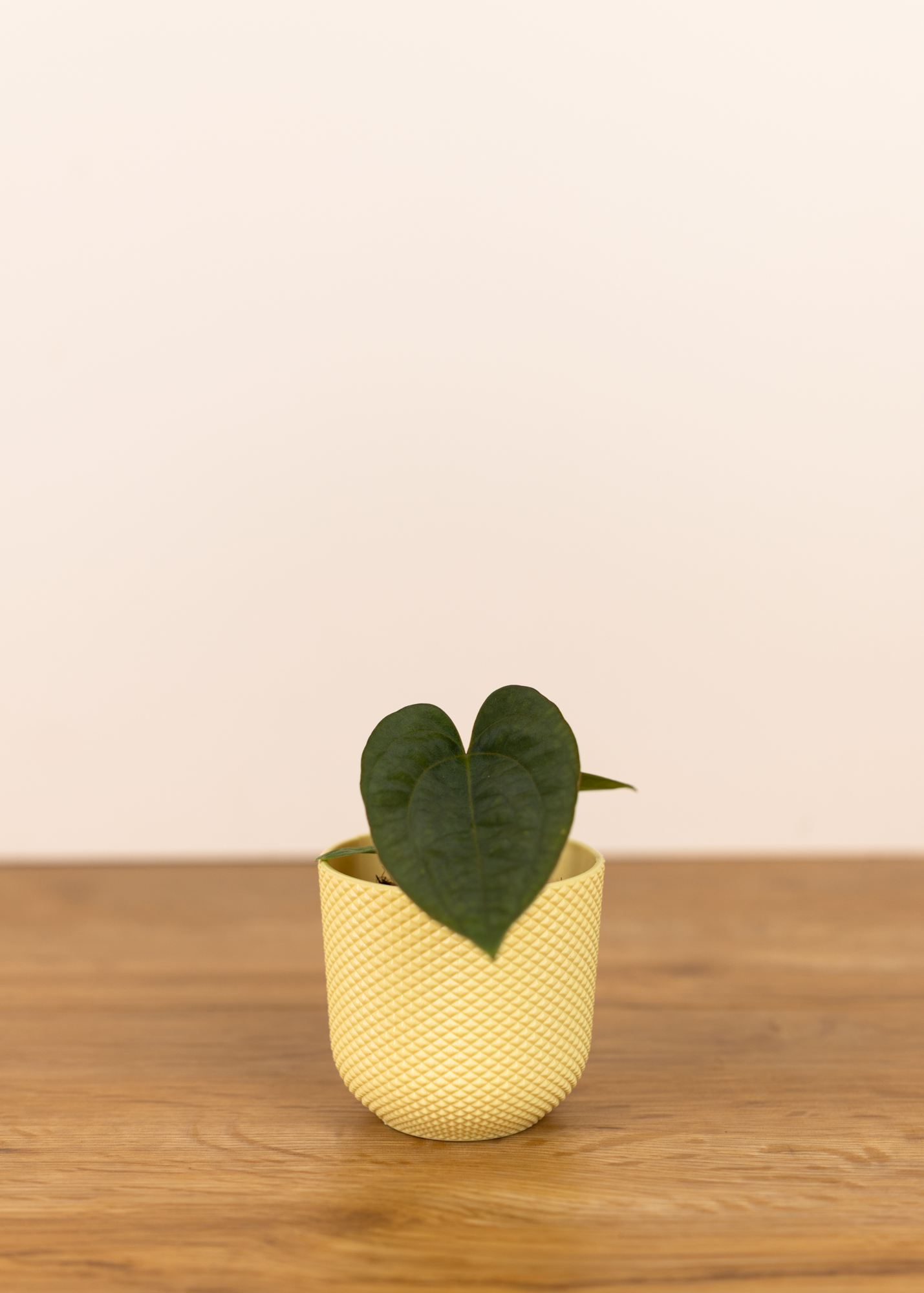 Anthurium dressleri XS