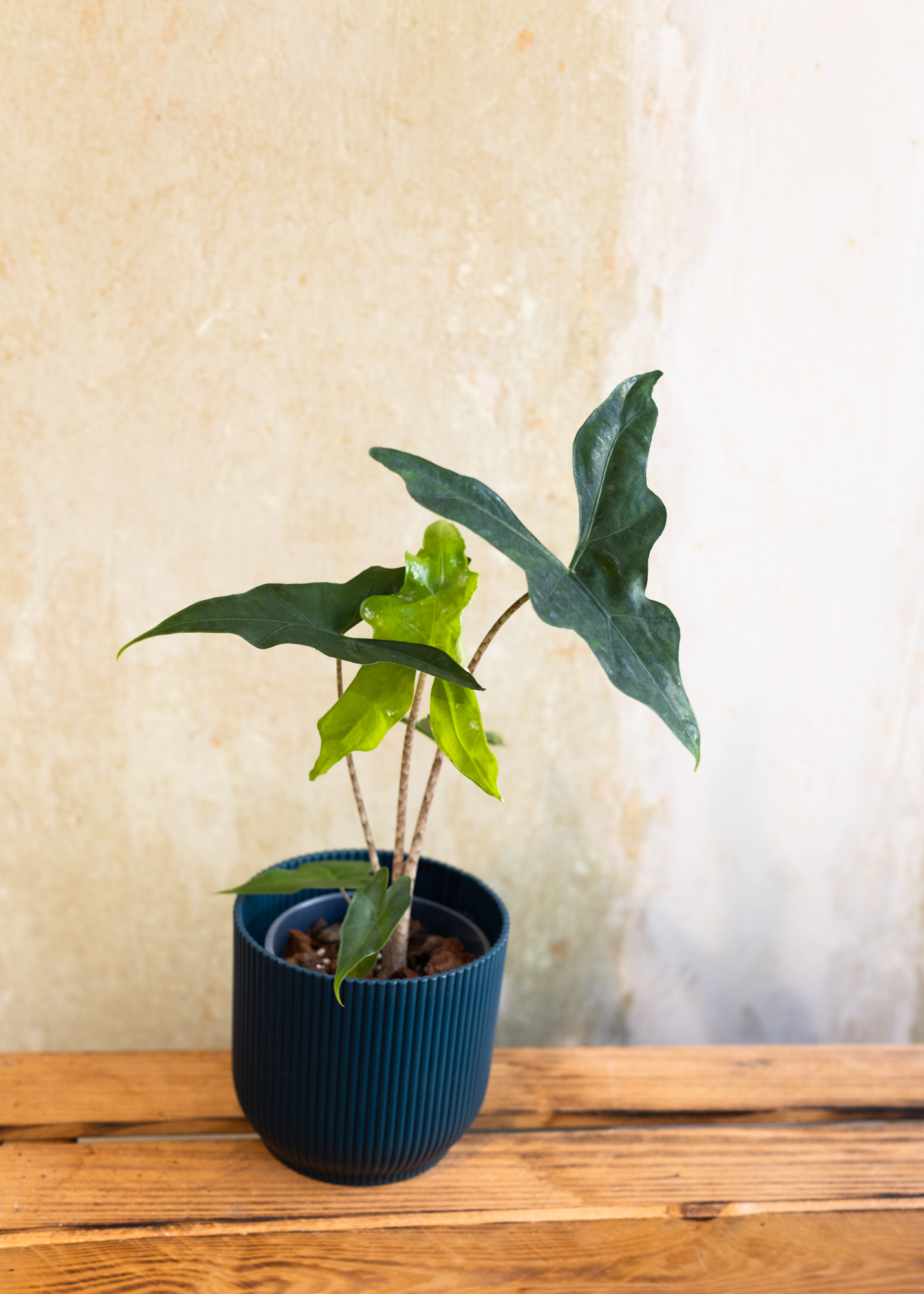 Alocasia nycteris batwing