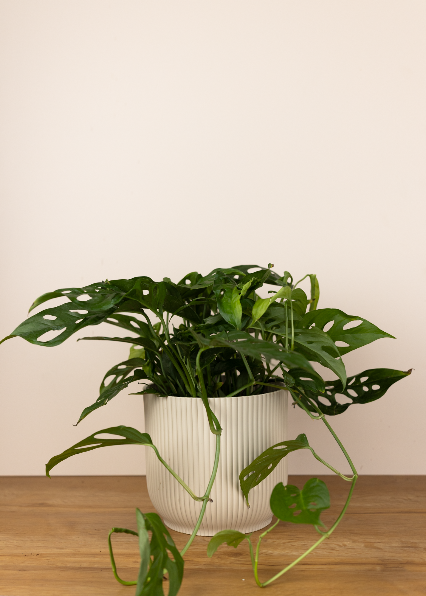 Monstera adansonii 