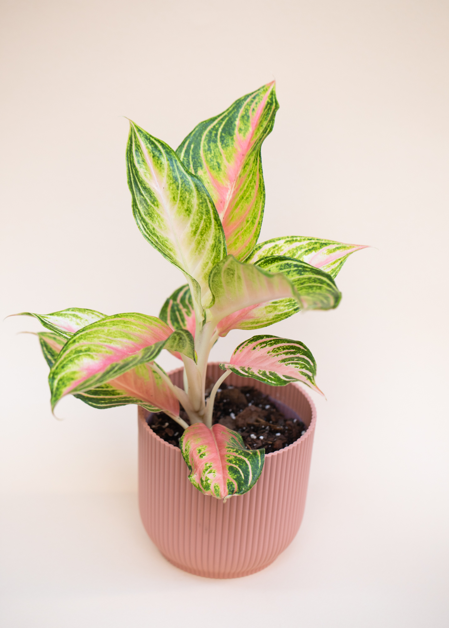 Aglaonema Eyecatcher