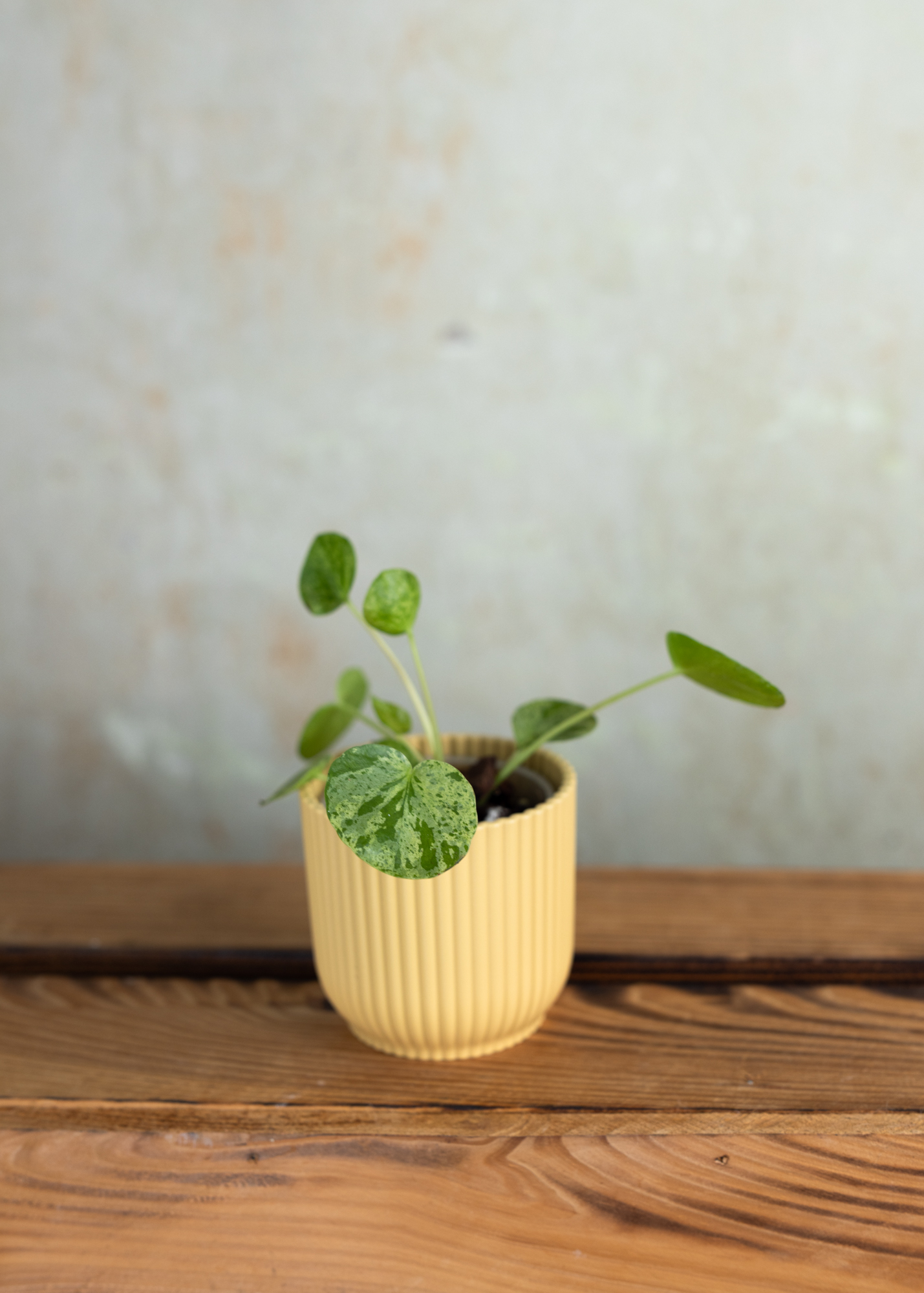 Pilea peperomioides mojito XS