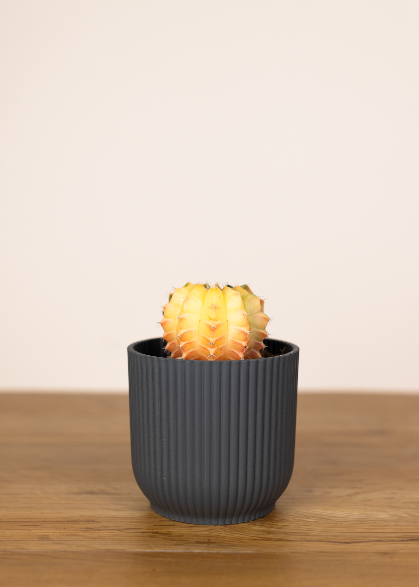 Gymnocalycium Mihanovichii Variegata 6