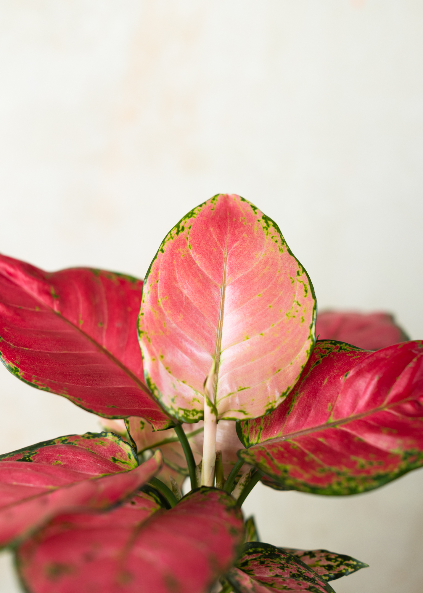 Aglaonema pink anyamanee