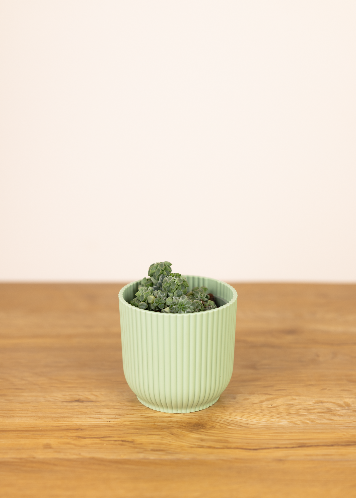 Peperomia collumela