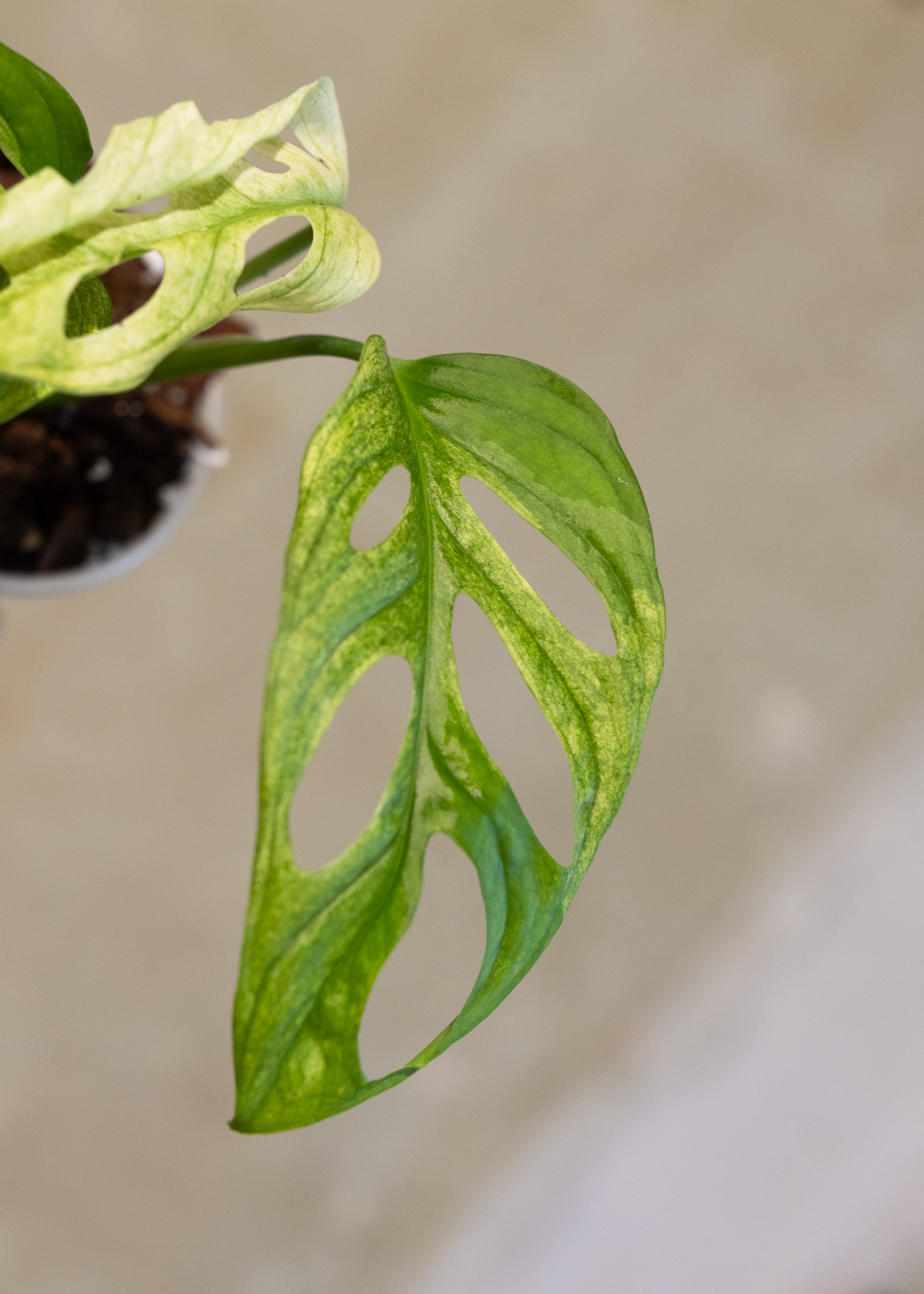Monstera adansonii variegata 10