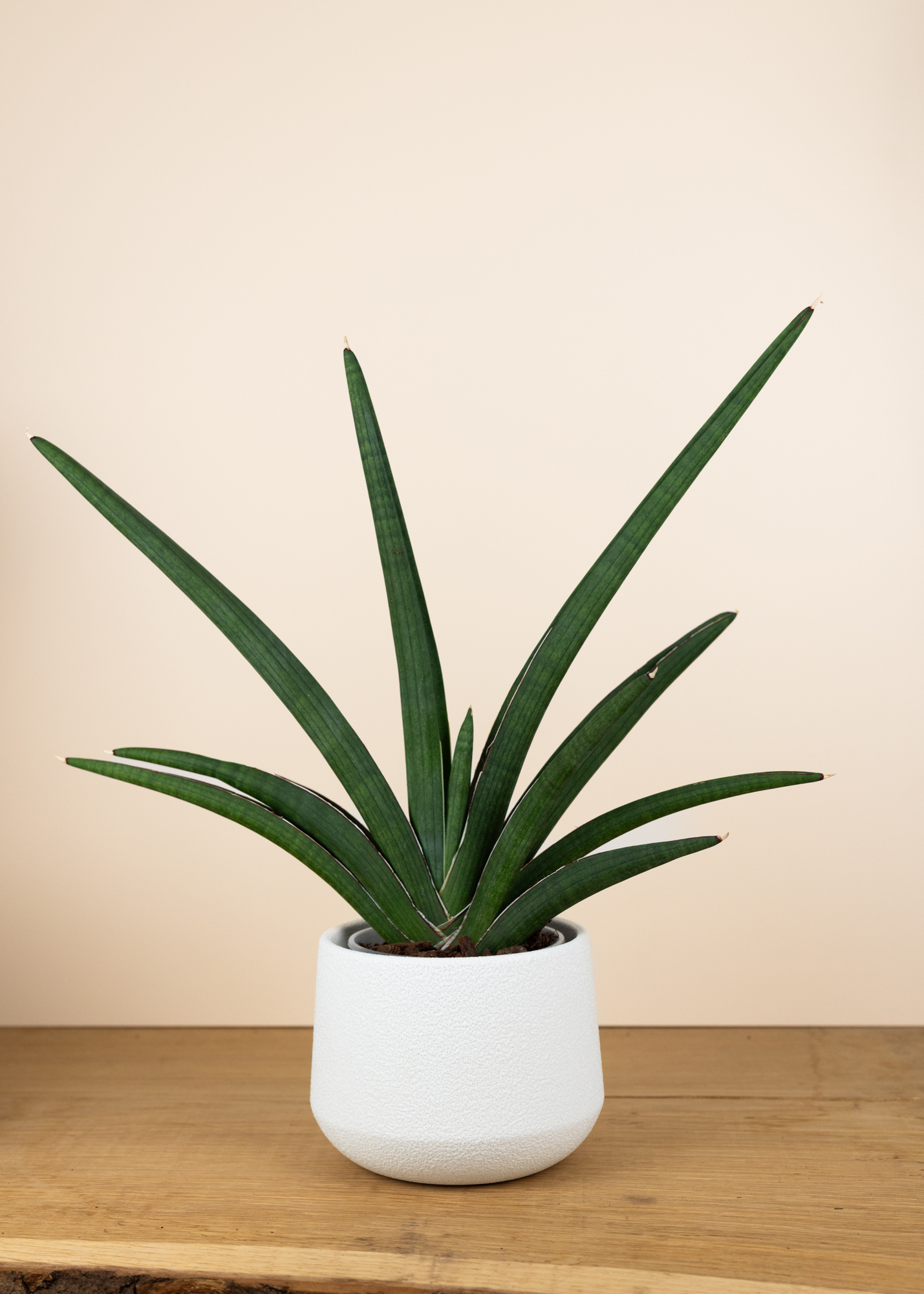 Byron Bay Übertopf 15cm weiß