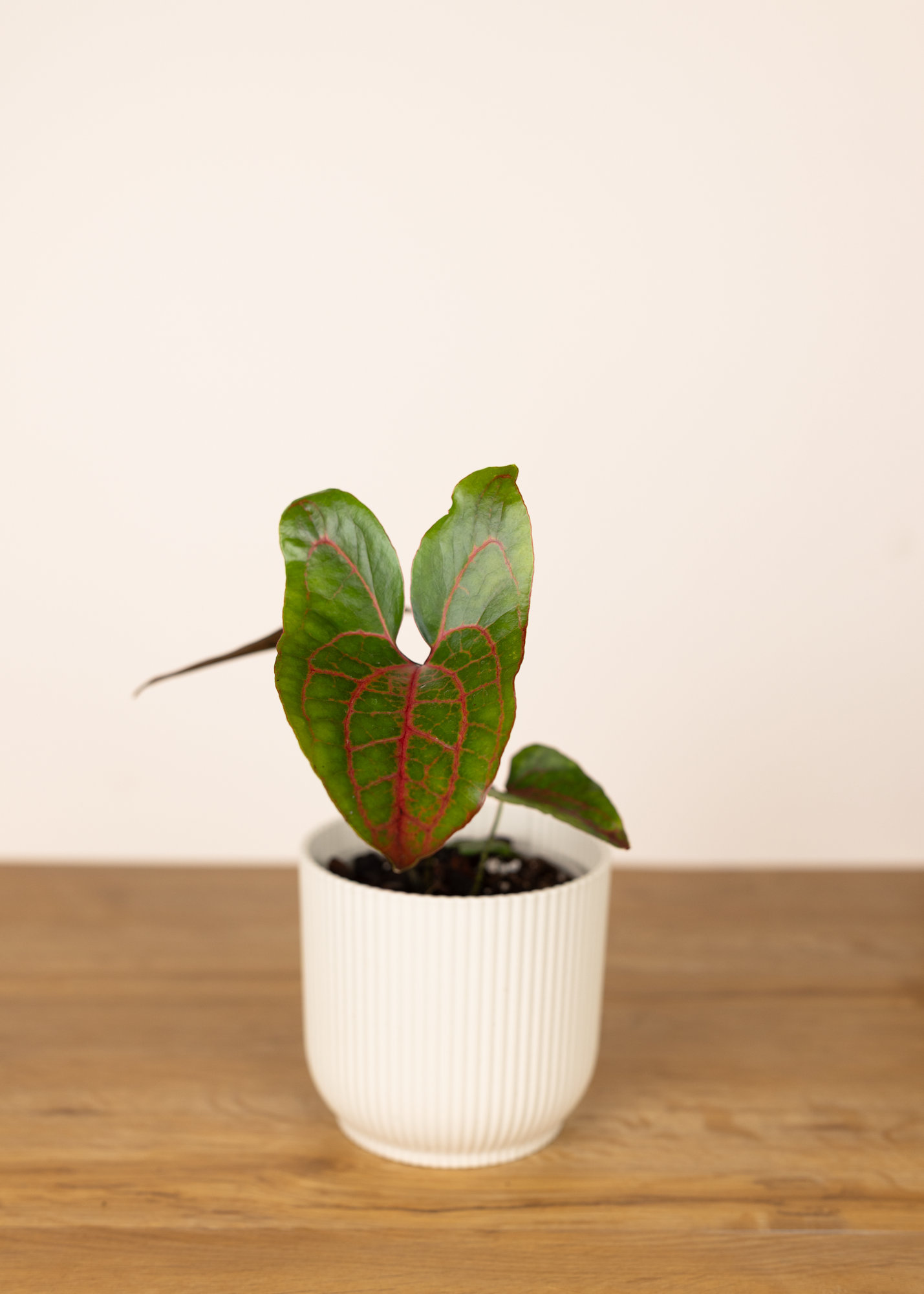 Cyrtosperma Johnstonii 