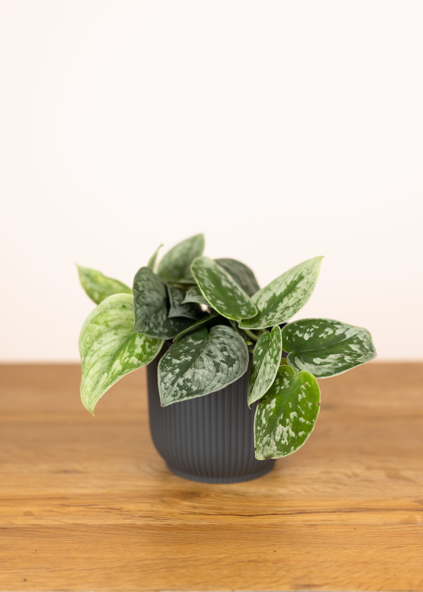 Scindapsus Pictus Silvery Ann