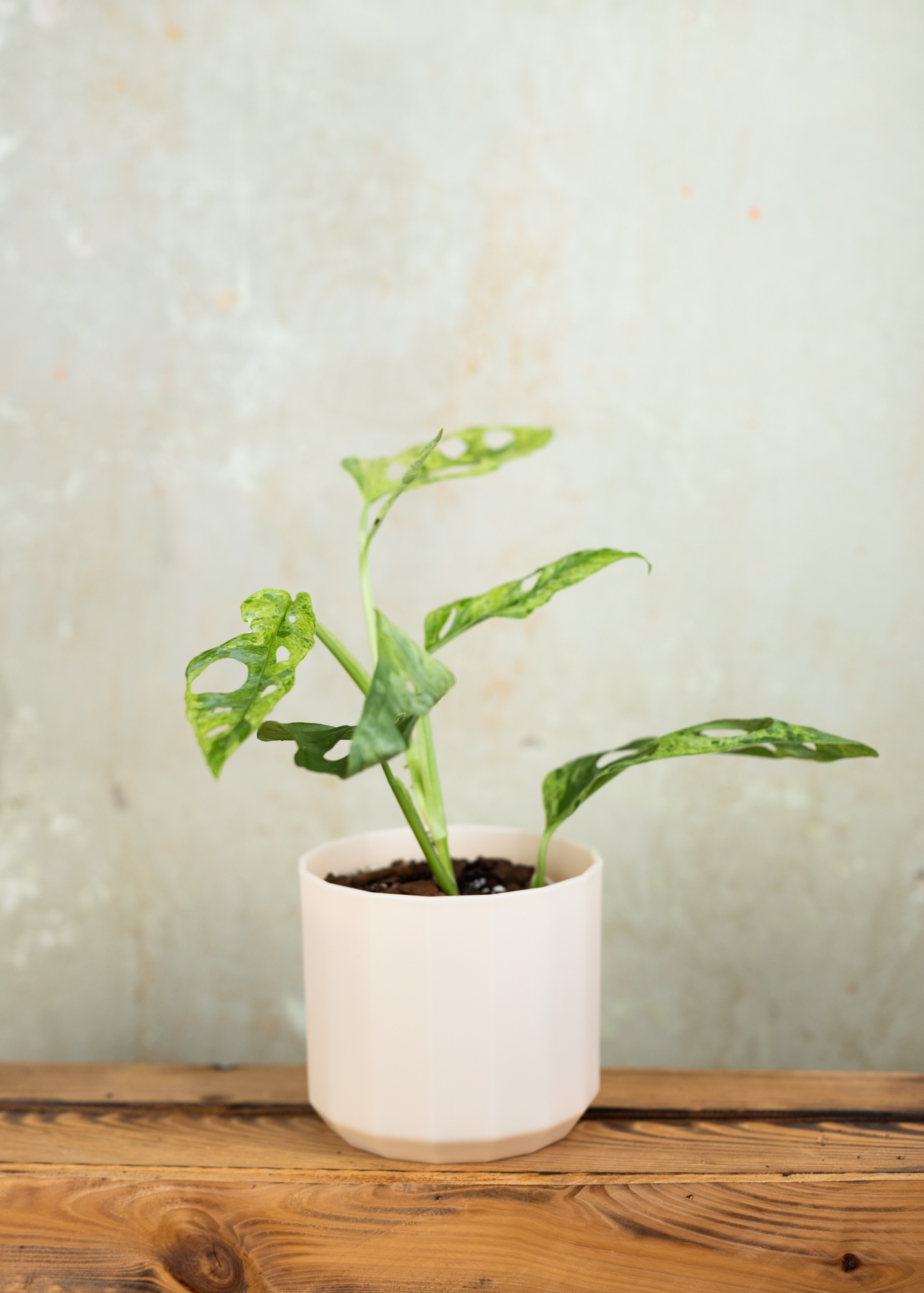 Monstera Adansonii Variegata 'Indonesian Marble'