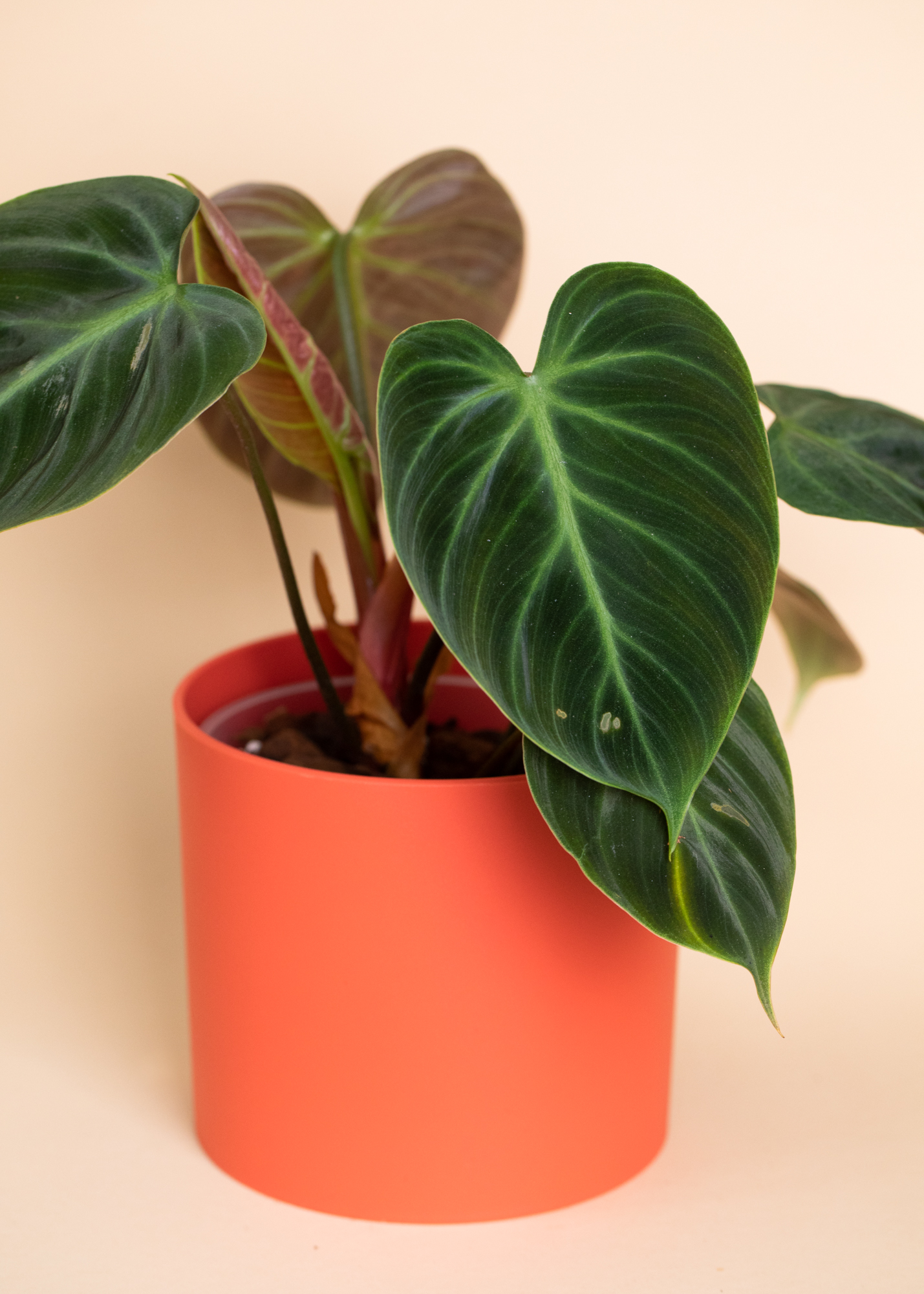 Philodendron Rubrijuvenilum 'El Choco Red'