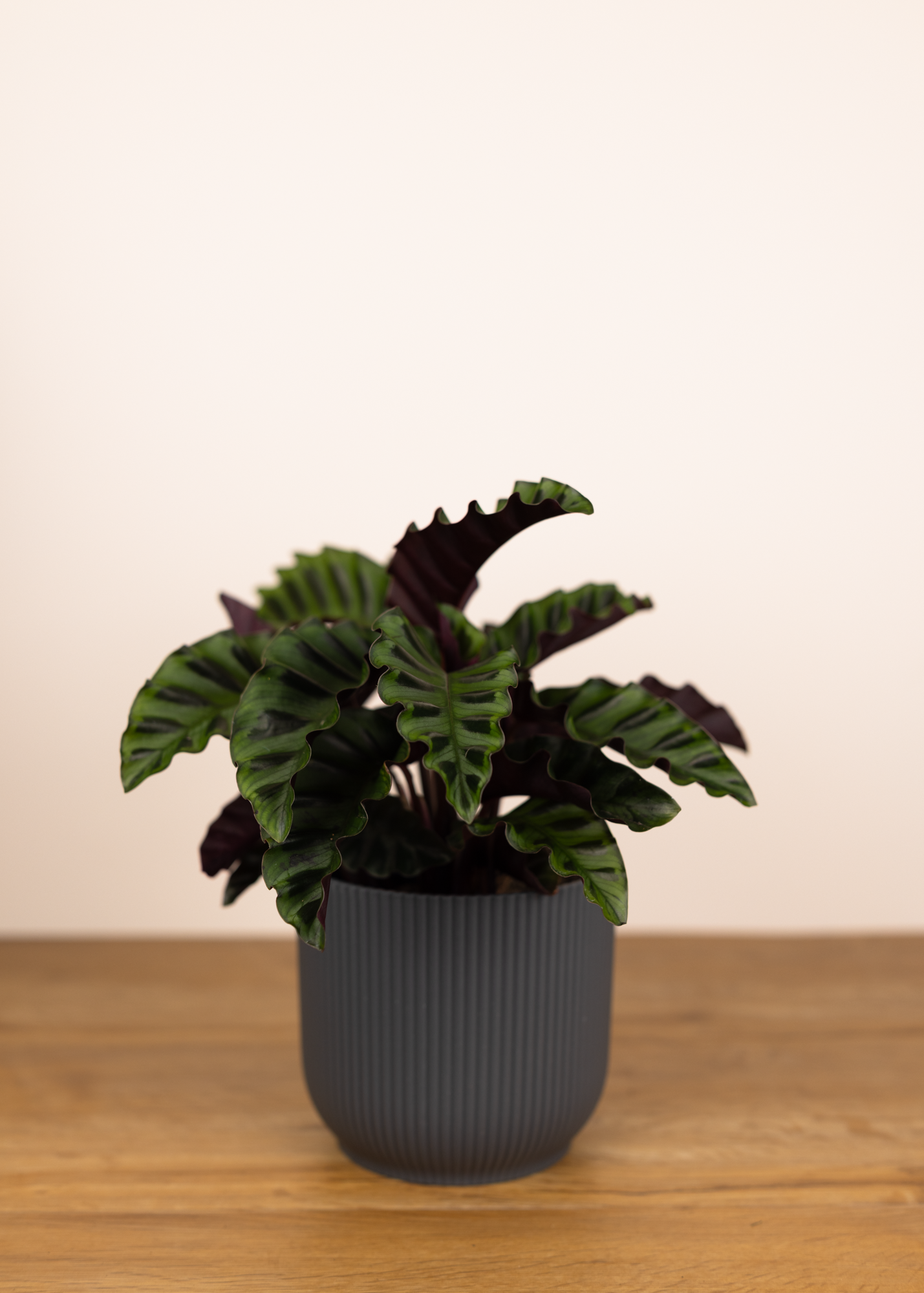 Calathea (Goeppertia) velvet glory