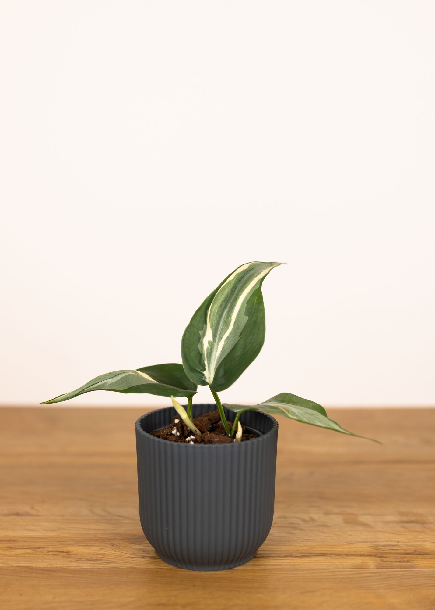 Philodendron hederaceum var oxycardium rio 