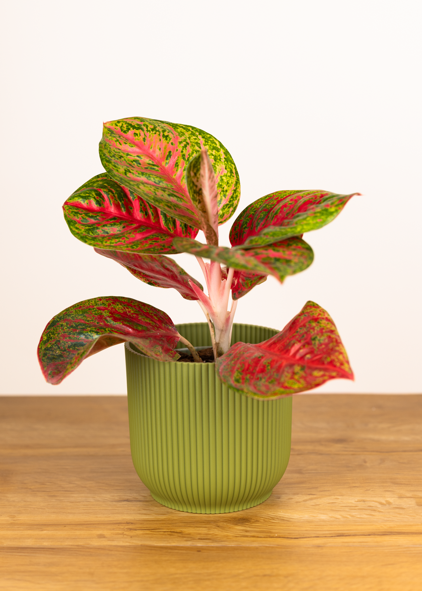 Aglaonema wulandari