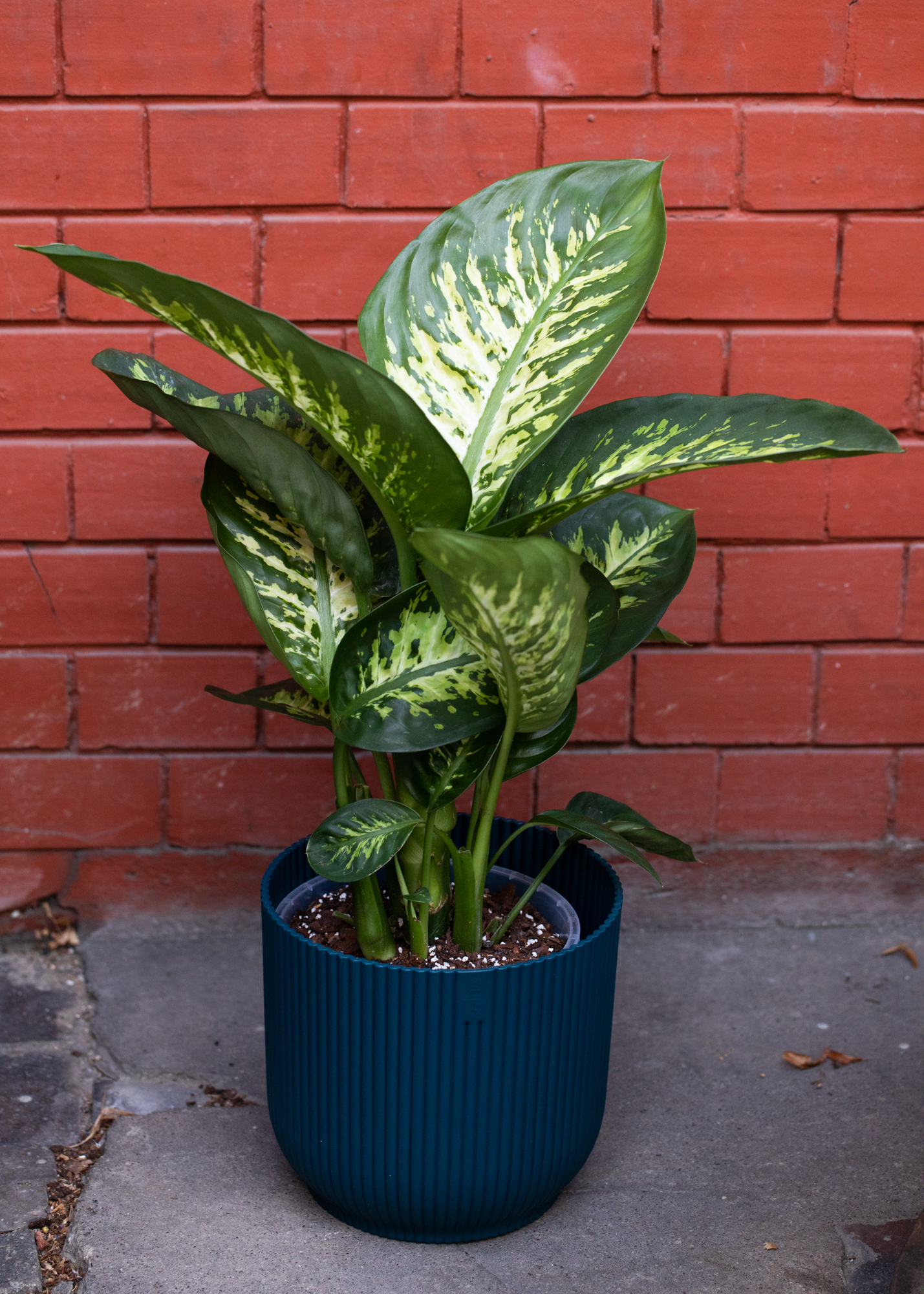 Dieffenbachia Seguine