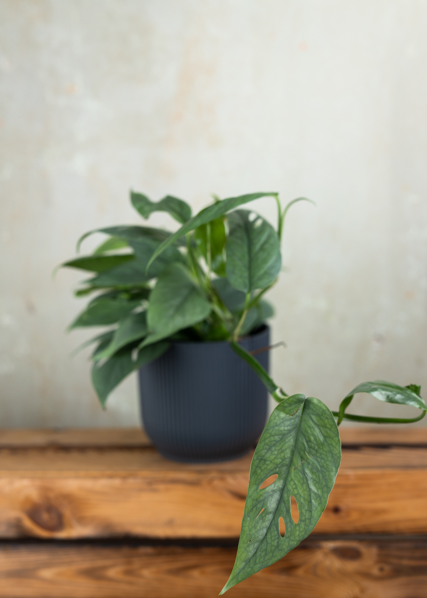 Epipremnum Pinnatum Cebu Blue