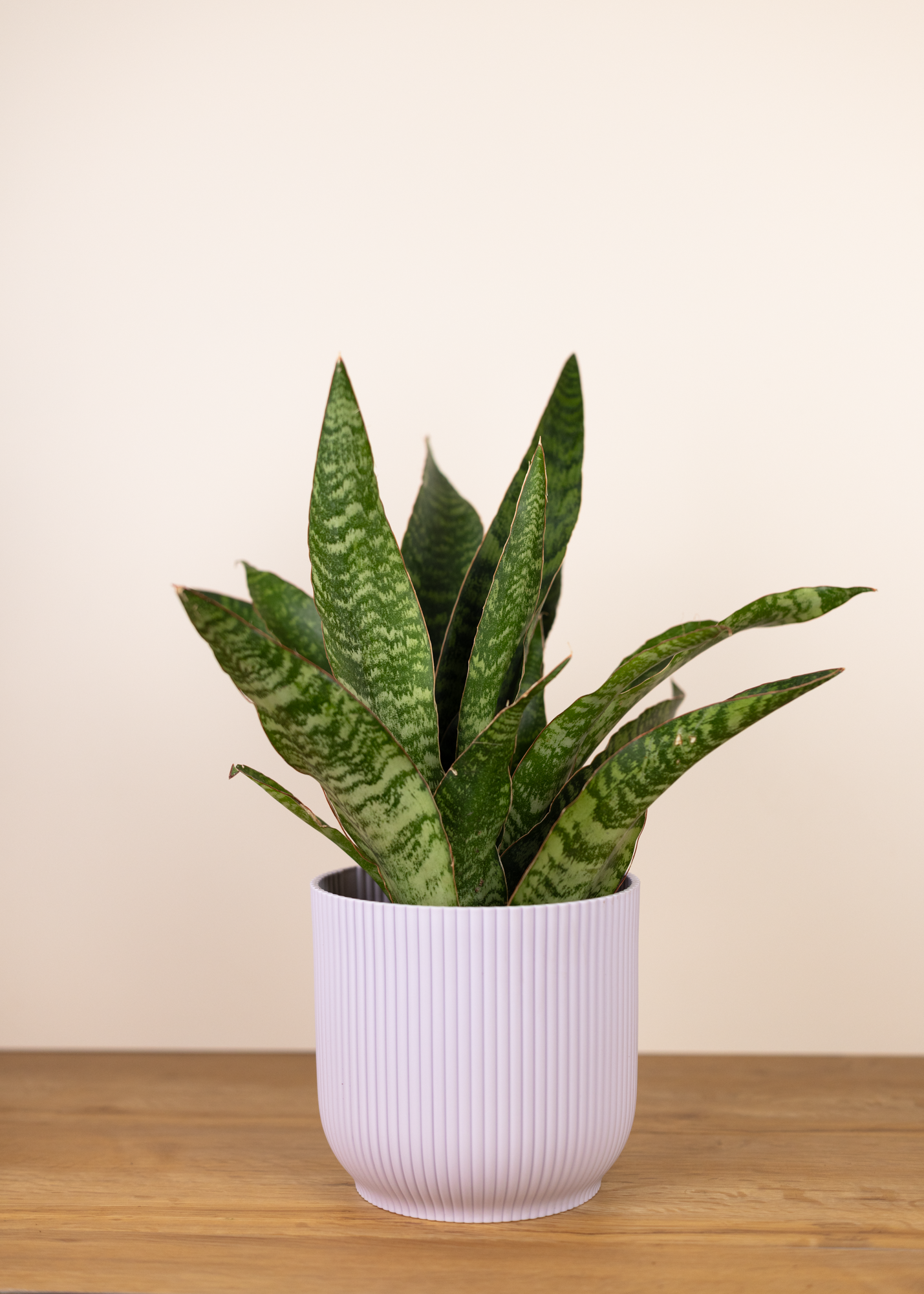 Sansevieria (Dracaena) aubrytiana jaboa