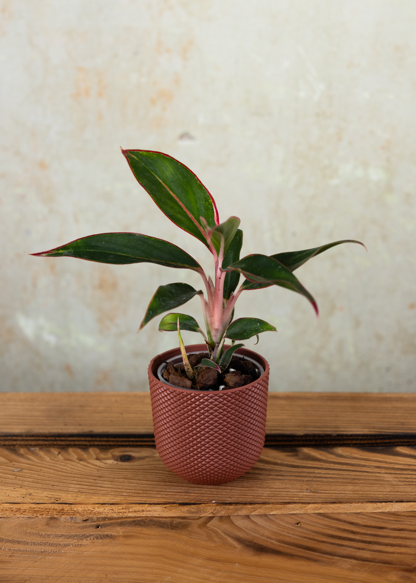 Aglaonema siam aurora XS Aglaonema siam aurora XS