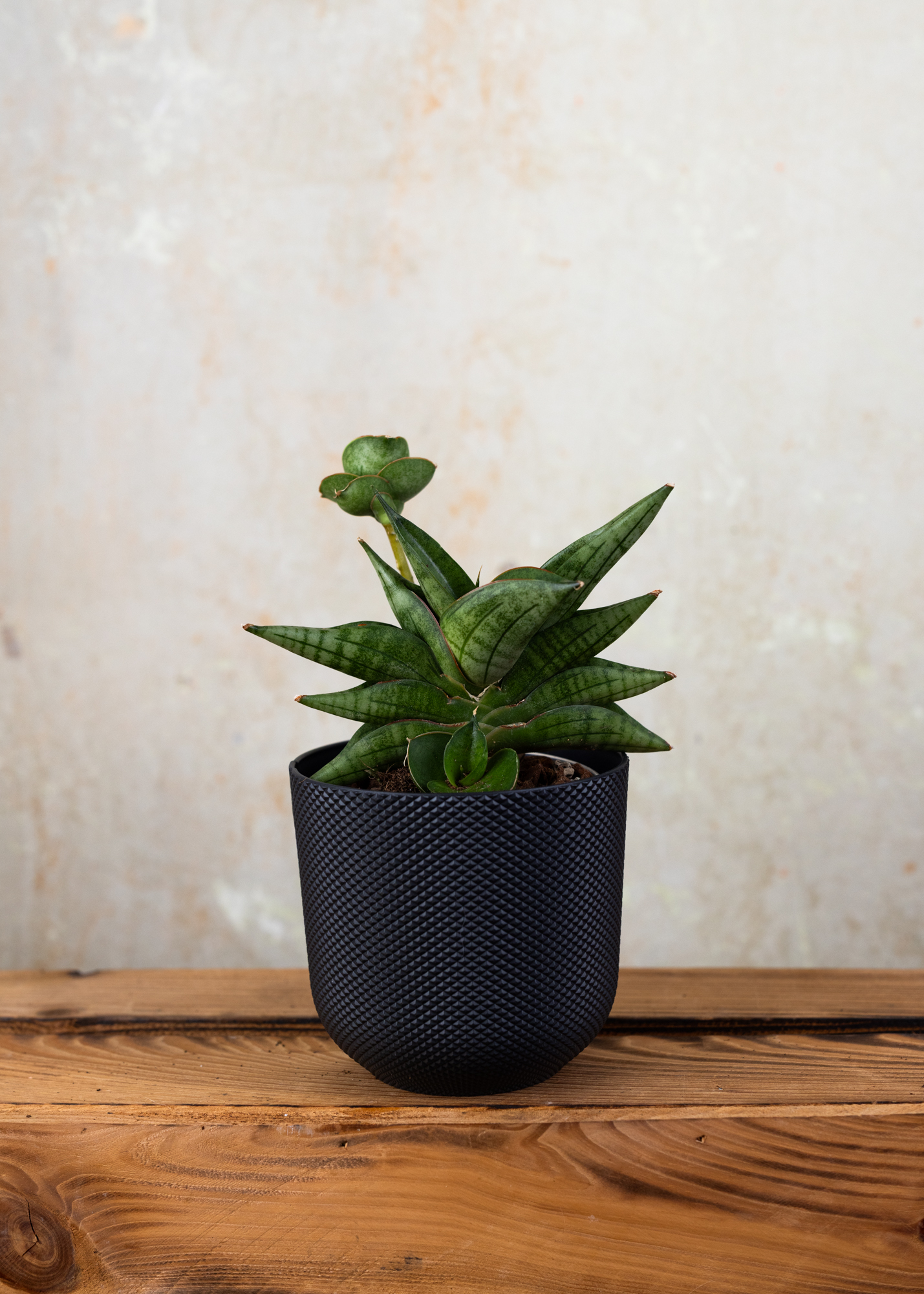 Sansevieria (Draceana) almond jade Sansevieria (Draceana) almond jade