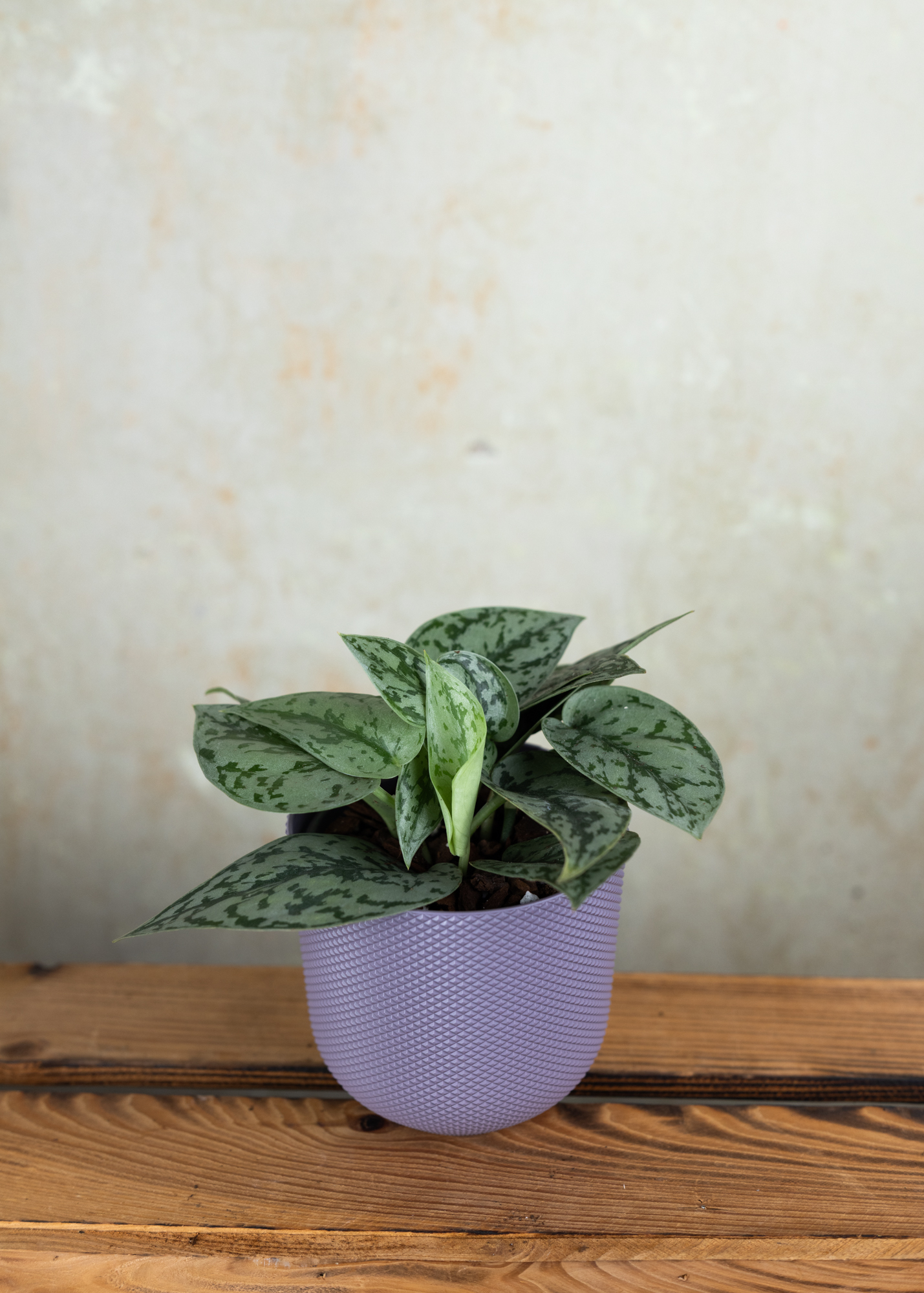 Scindapsus pictus silver lady