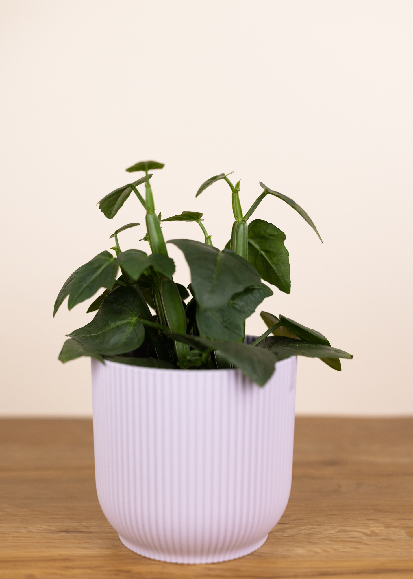 Cissus quadrangularis