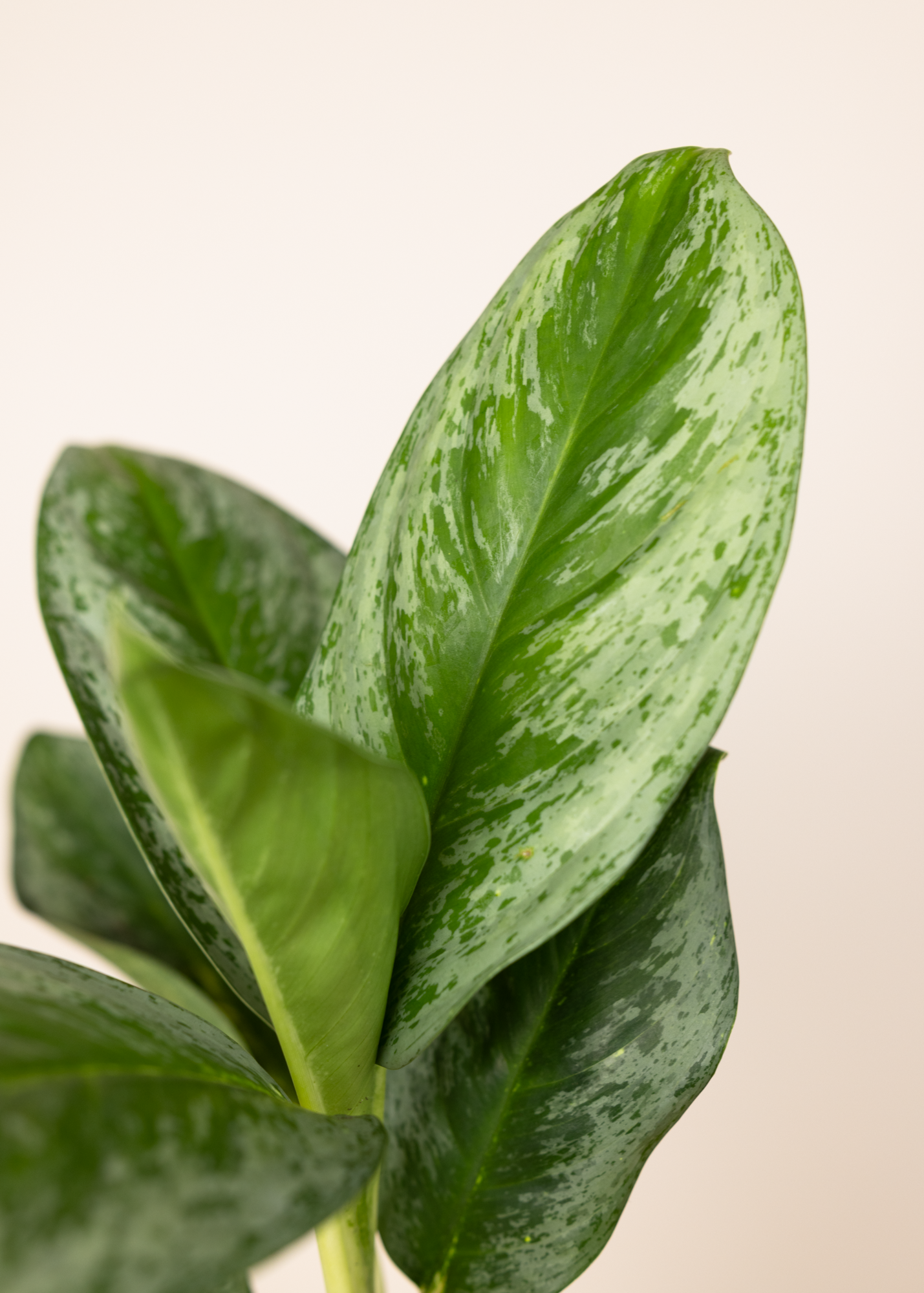 Aglaonema lemon honey