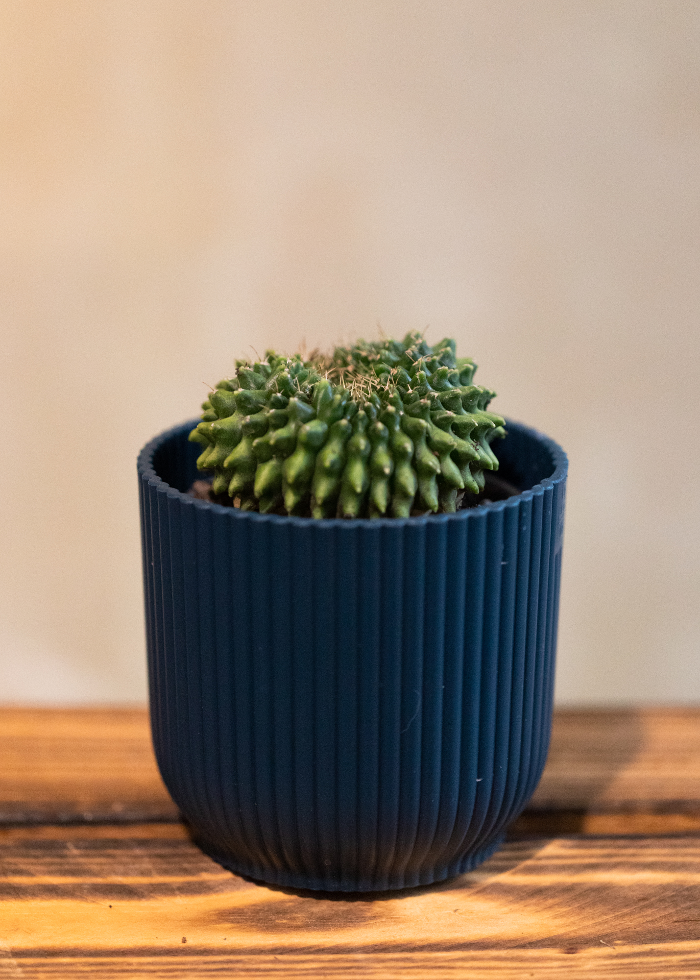 Gymnocalycium anisitsii v. cristata 