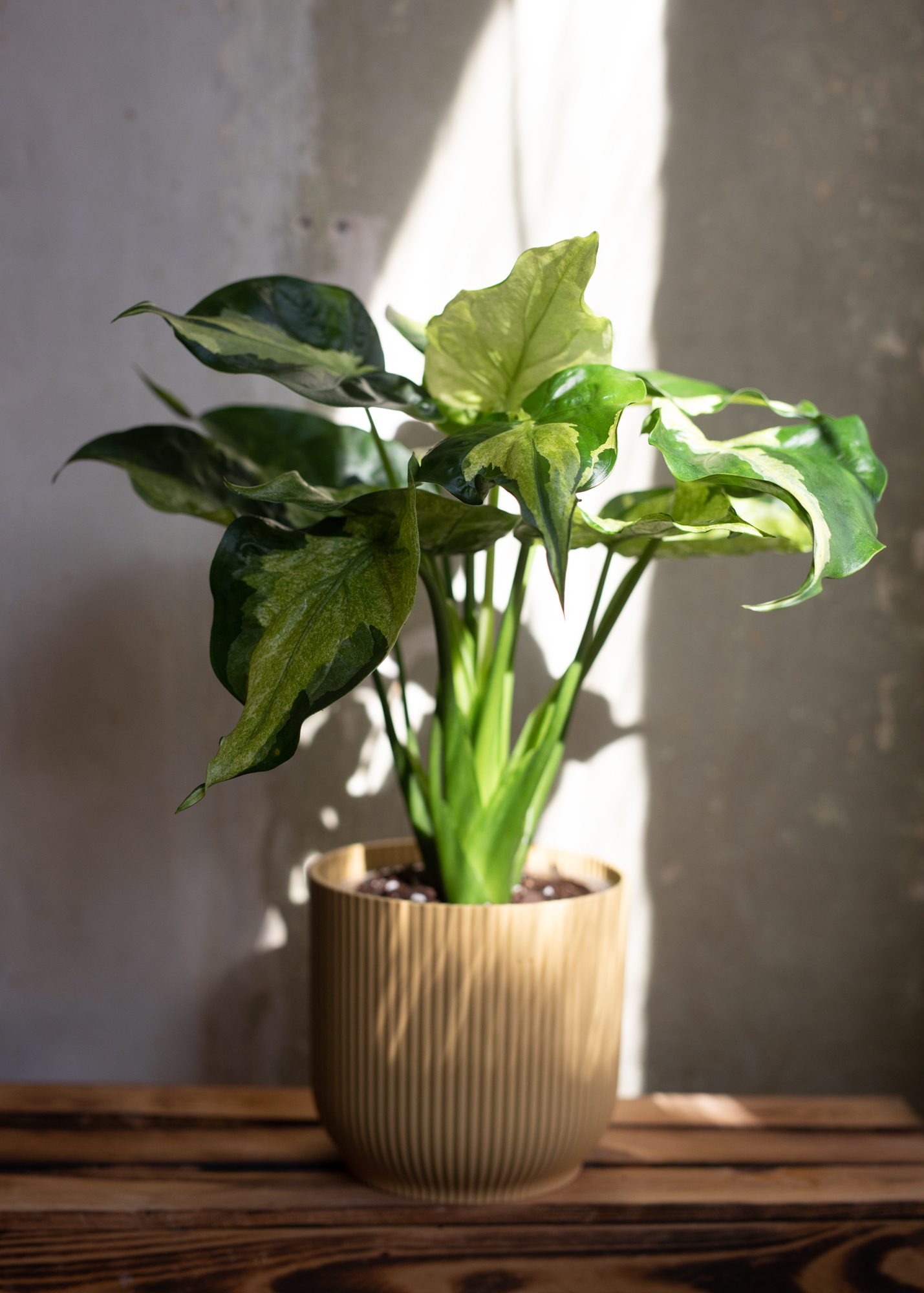 Alocasia cucullata variegata mint