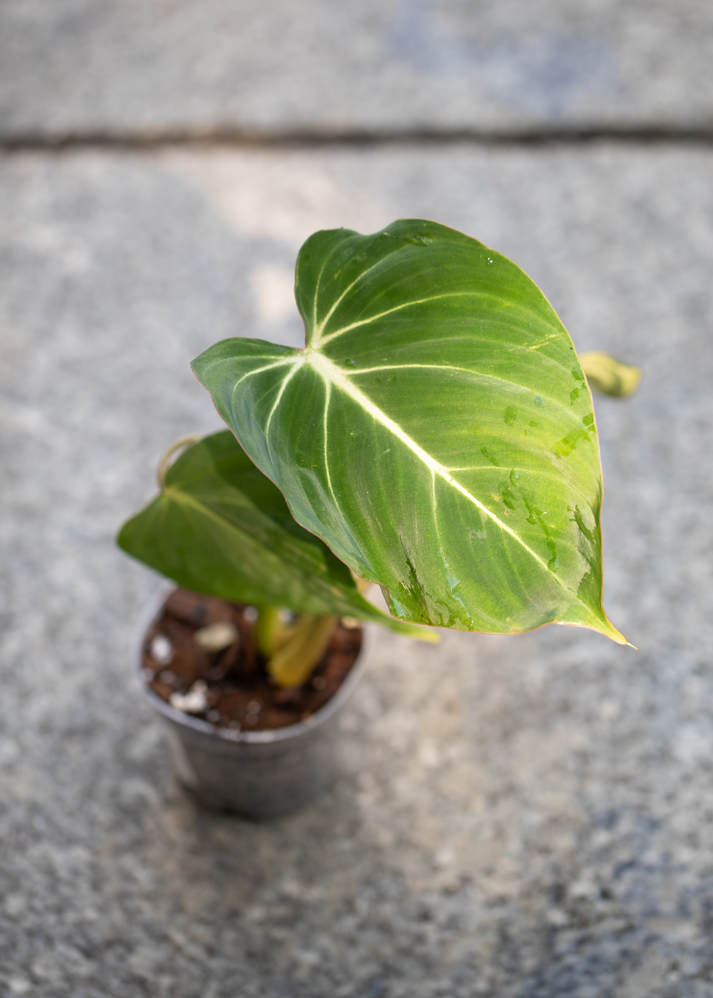 Philodendron Gloriosum