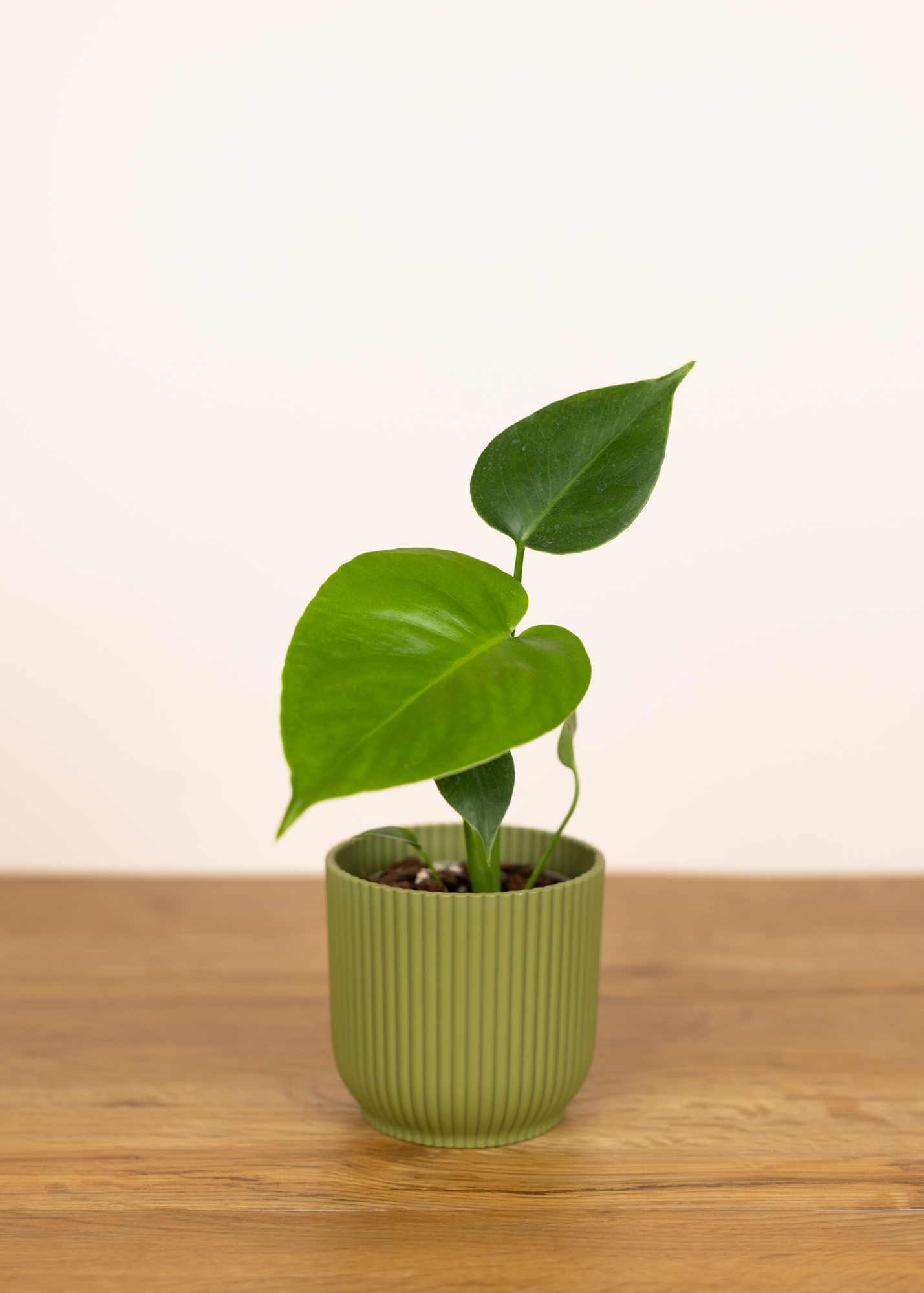 Monstera deliciosa large form XS