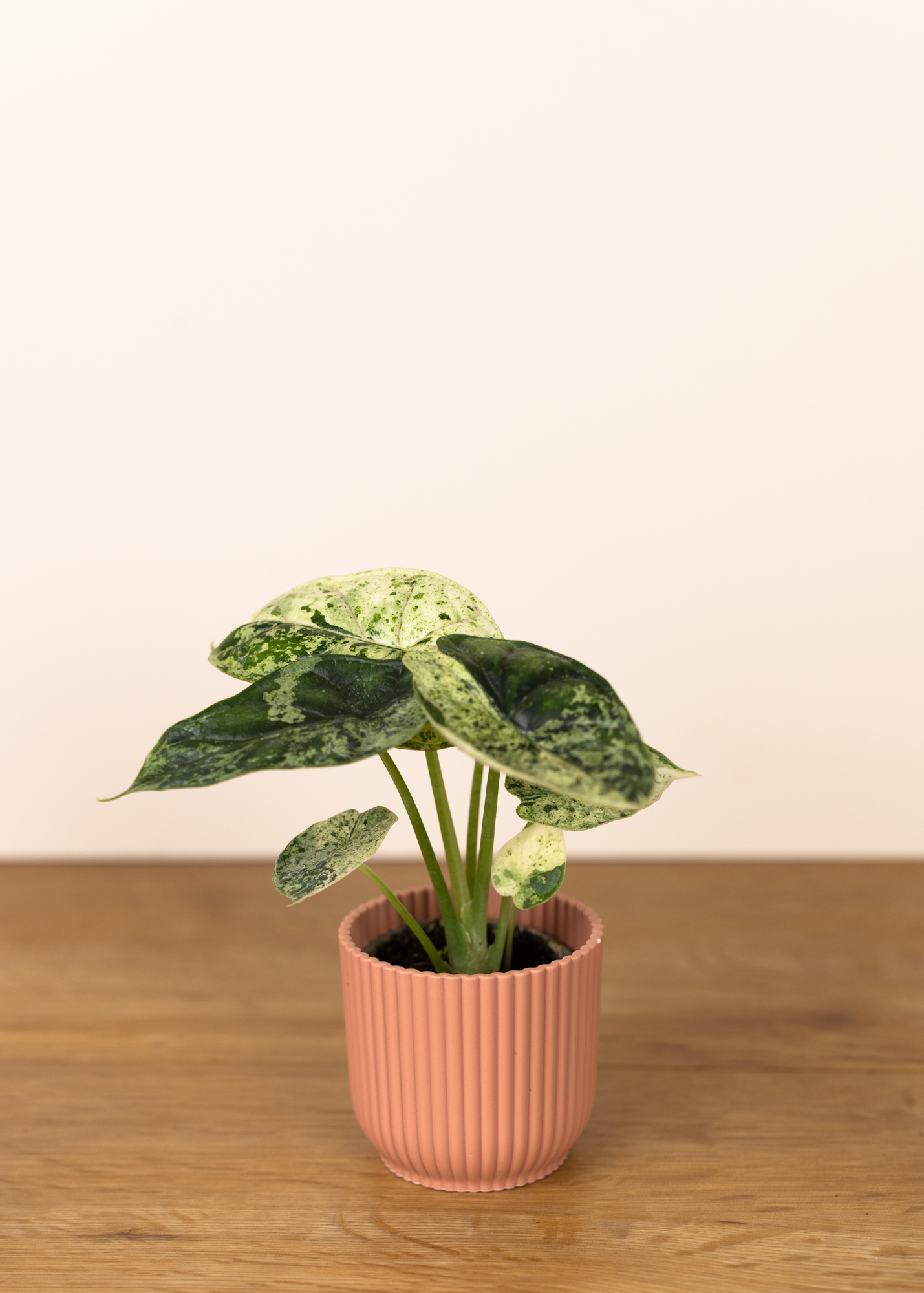 Alocasia dragon scale mint variegata 