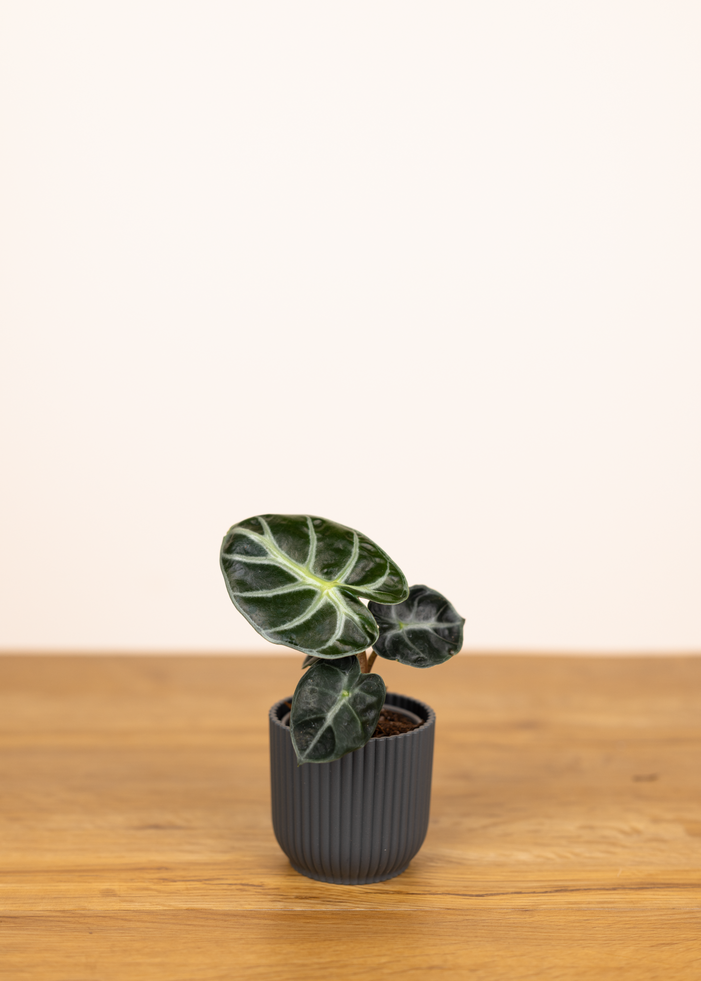Alocasia balloon heart XS
