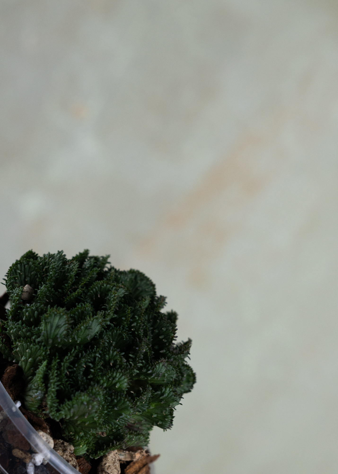 Euphorbia flangani f. cristata Euphorbia flangani f. cristata