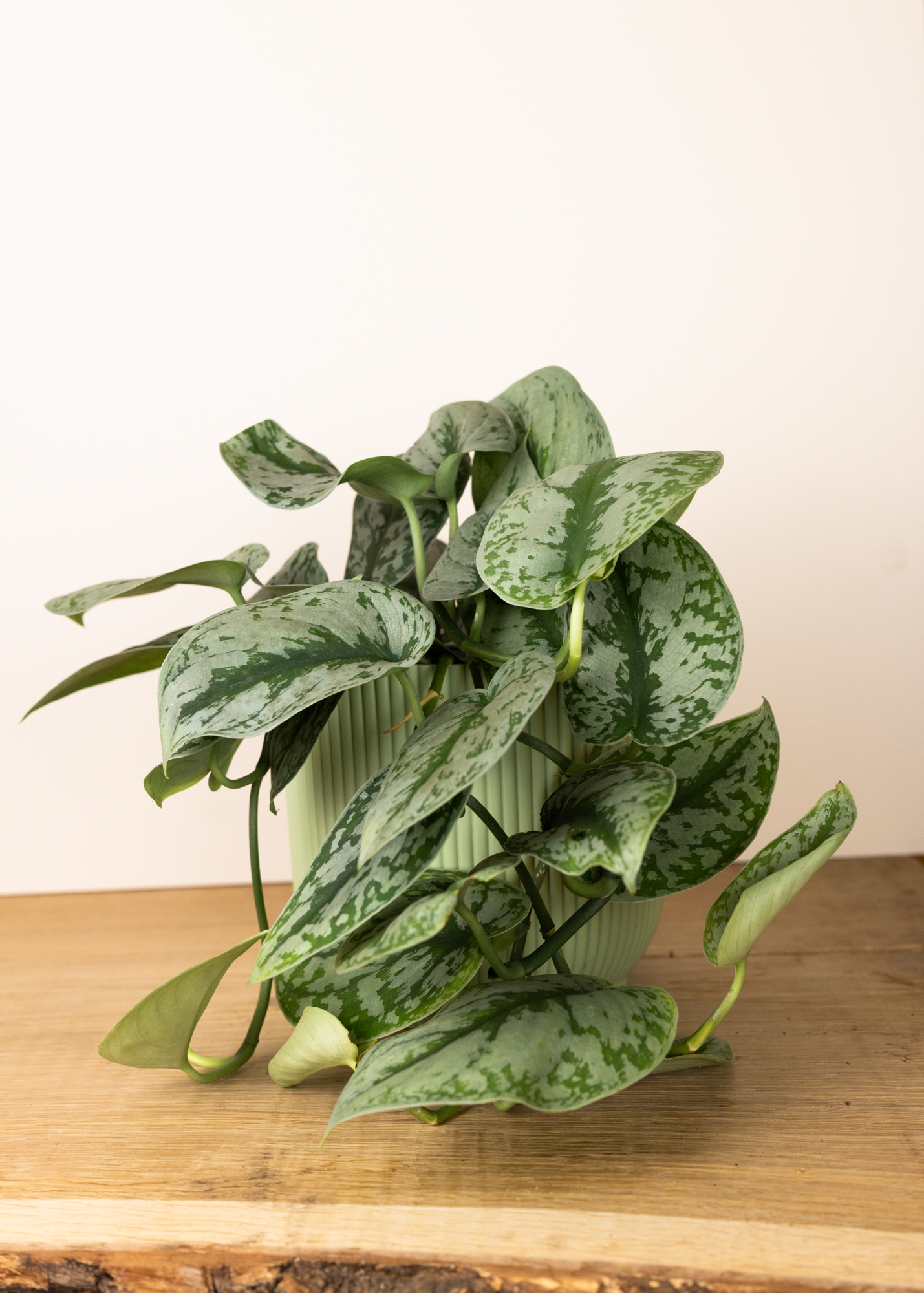 Scindapsus Pictus Exotica