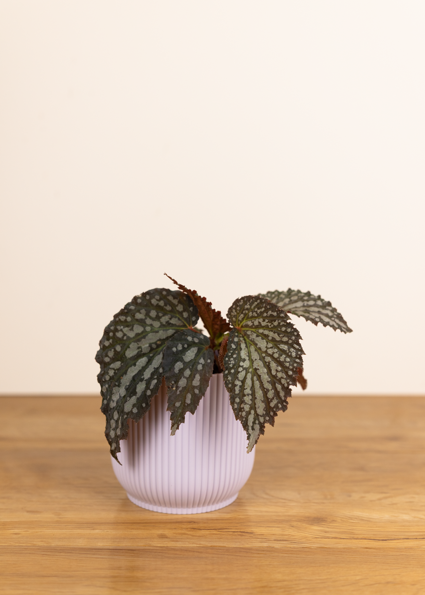 Begonia snow leopard
