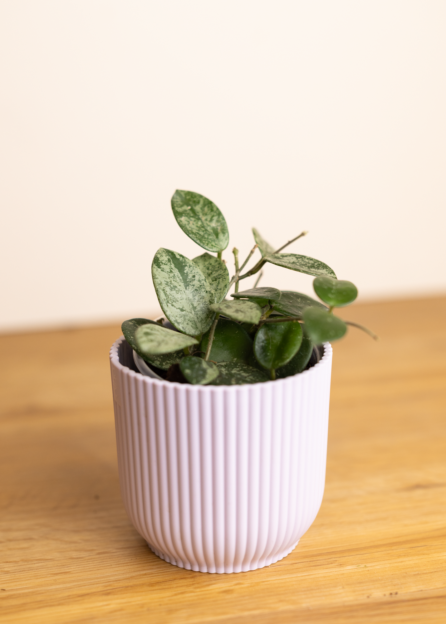 Hoya mathilde splash