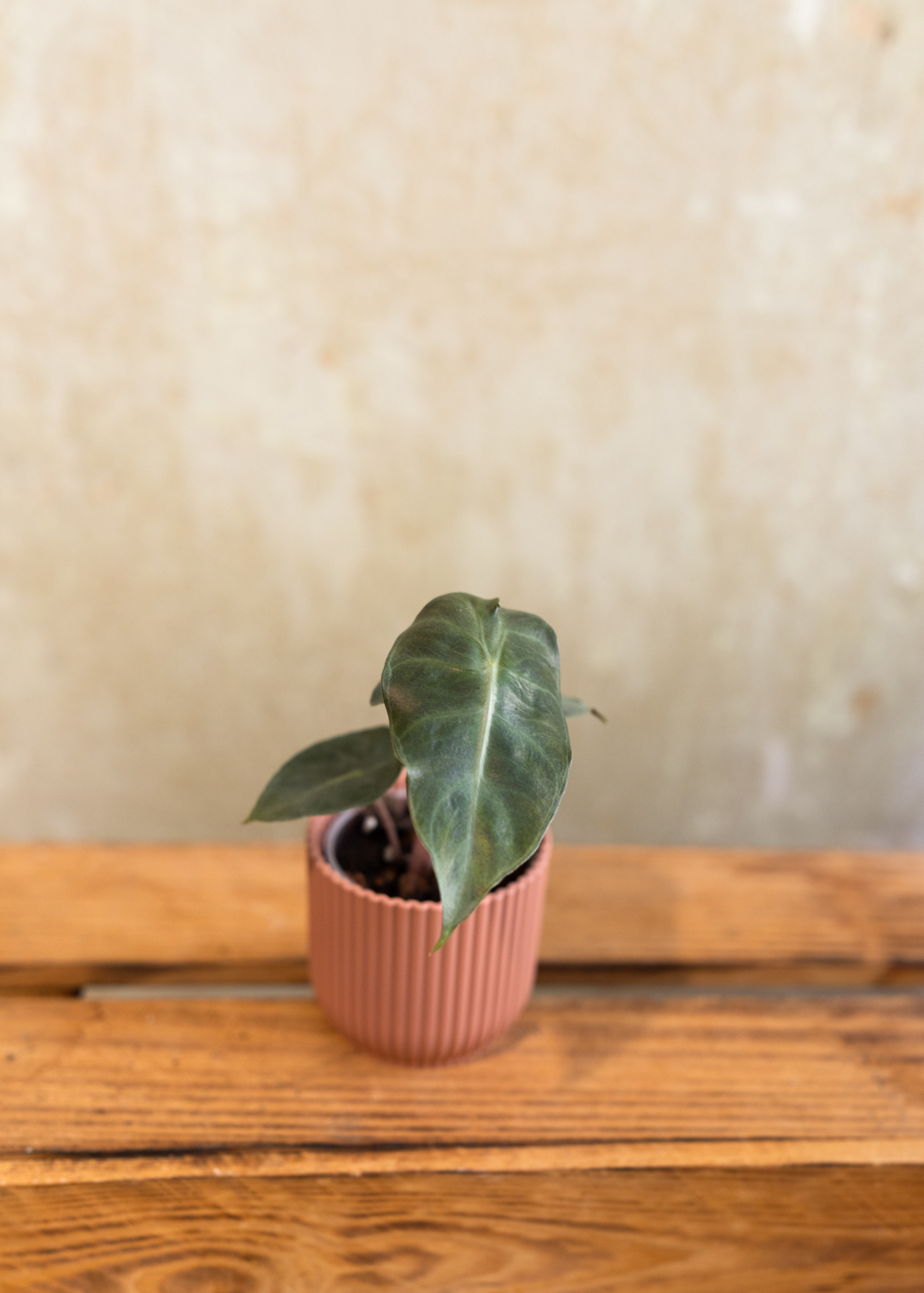Alocasia baginda pink dragon