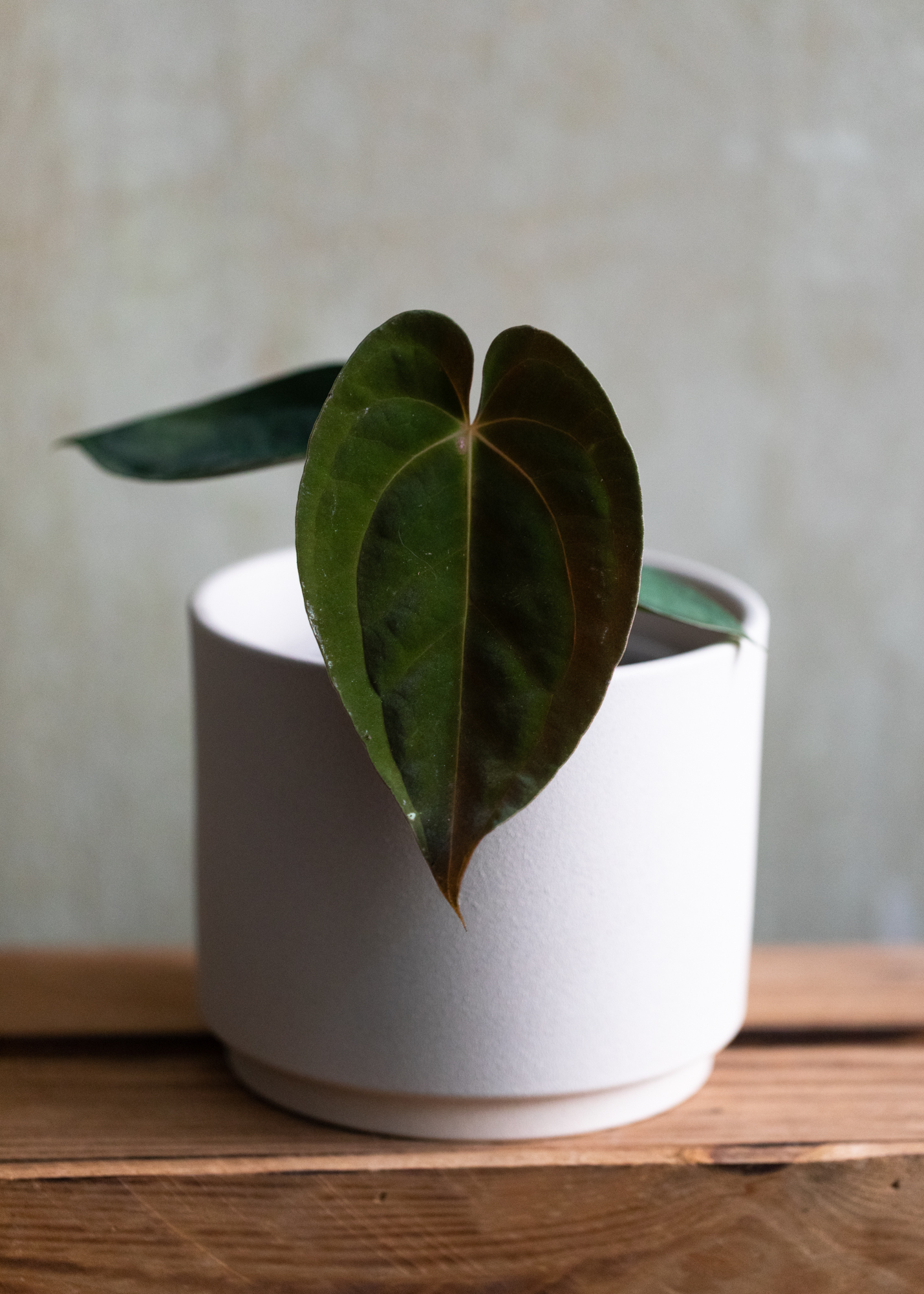 Anthurium papilillaminum